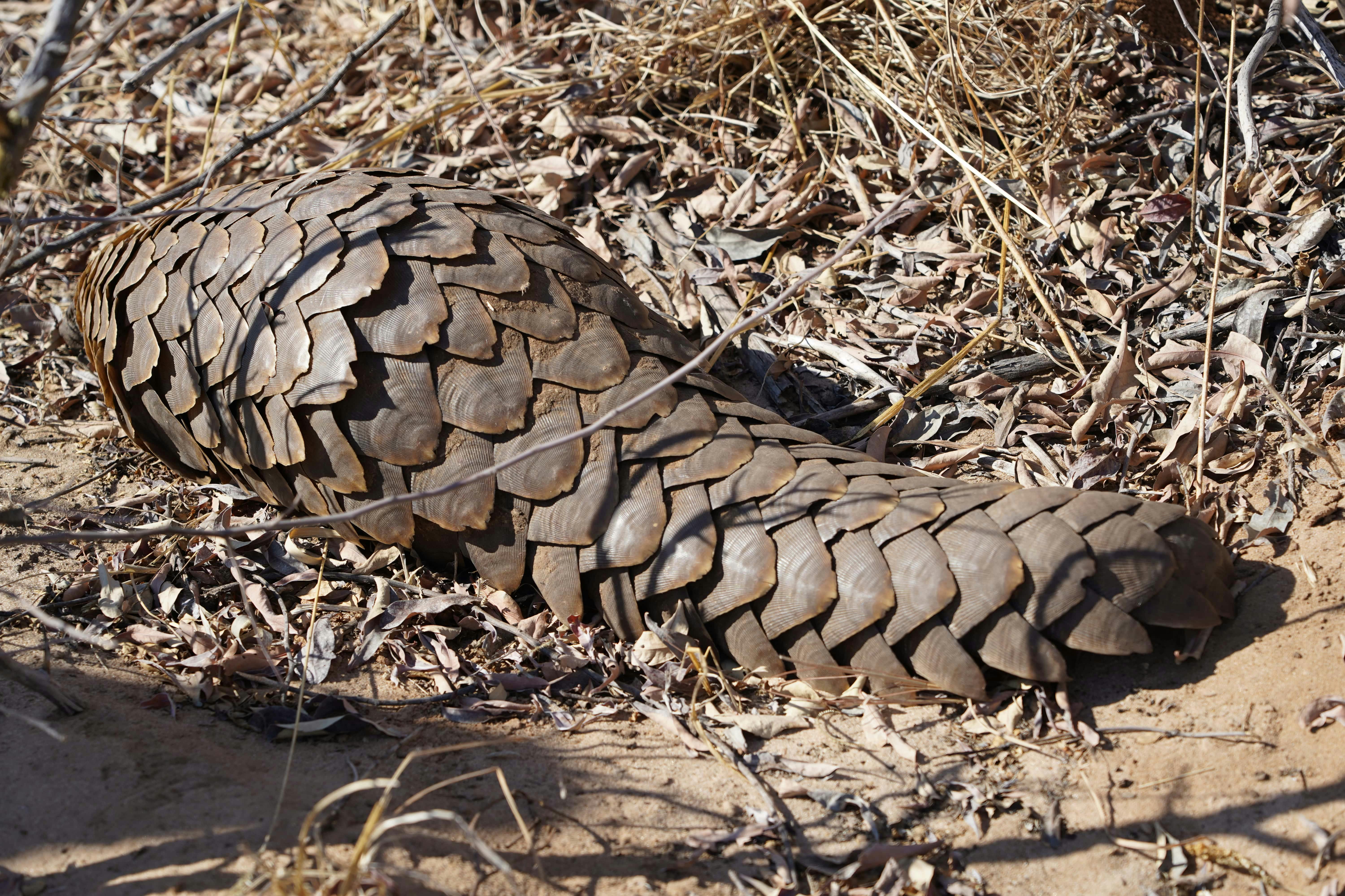 Rino Eliassen: close-up of a pangolin