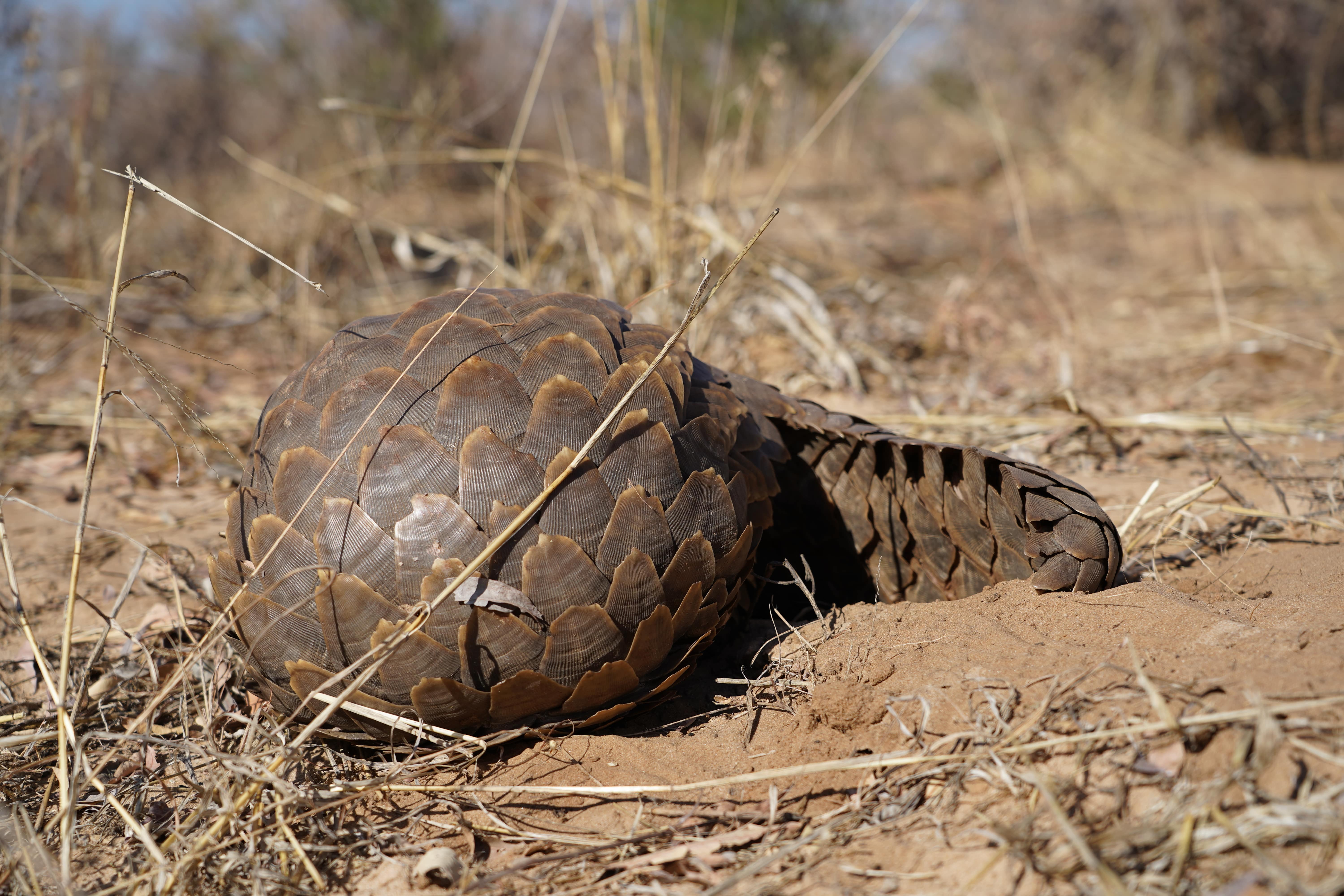 Rino Eliassen: close-up of a pangolin
