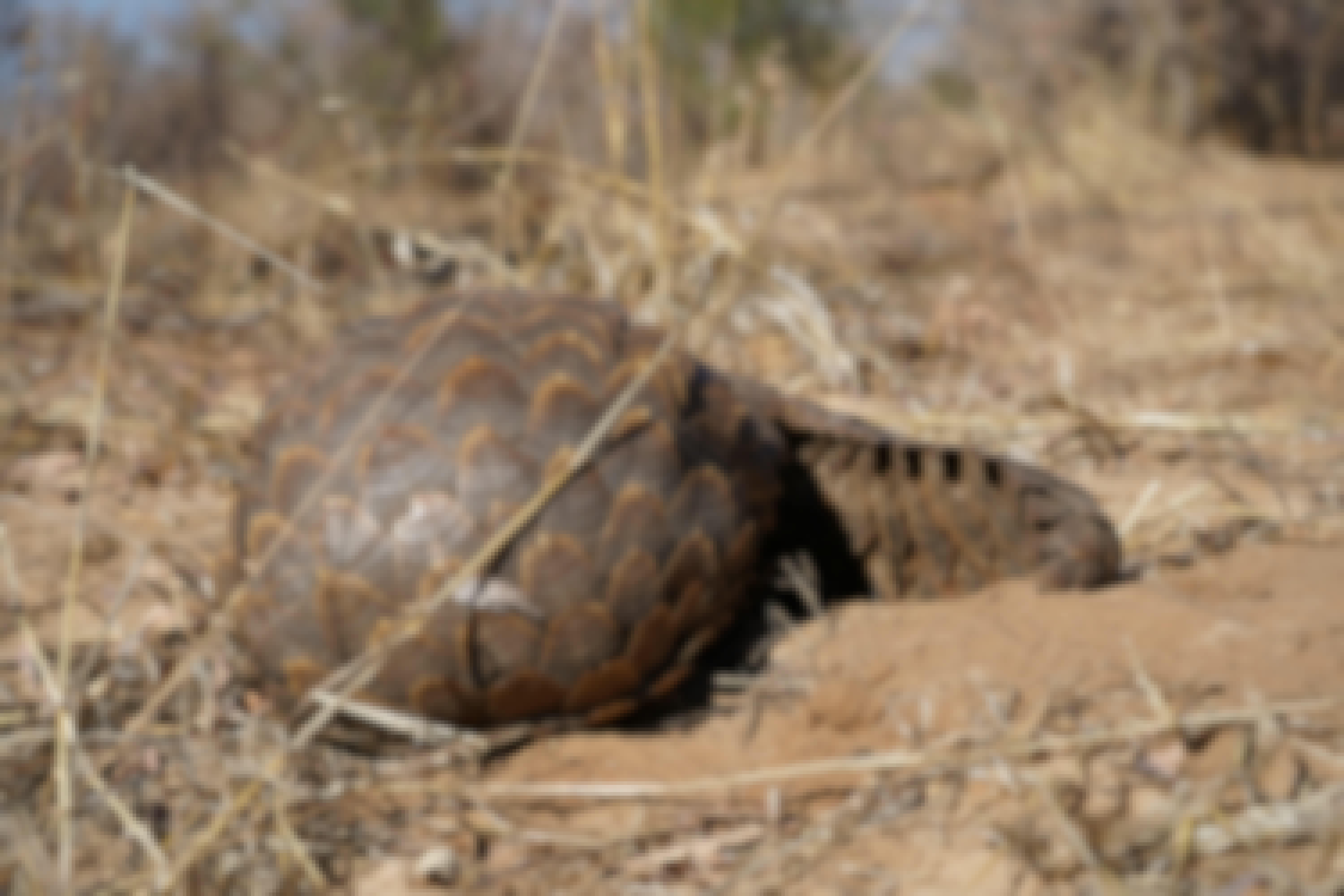 Rino Eliassen: close-up of a pangolin