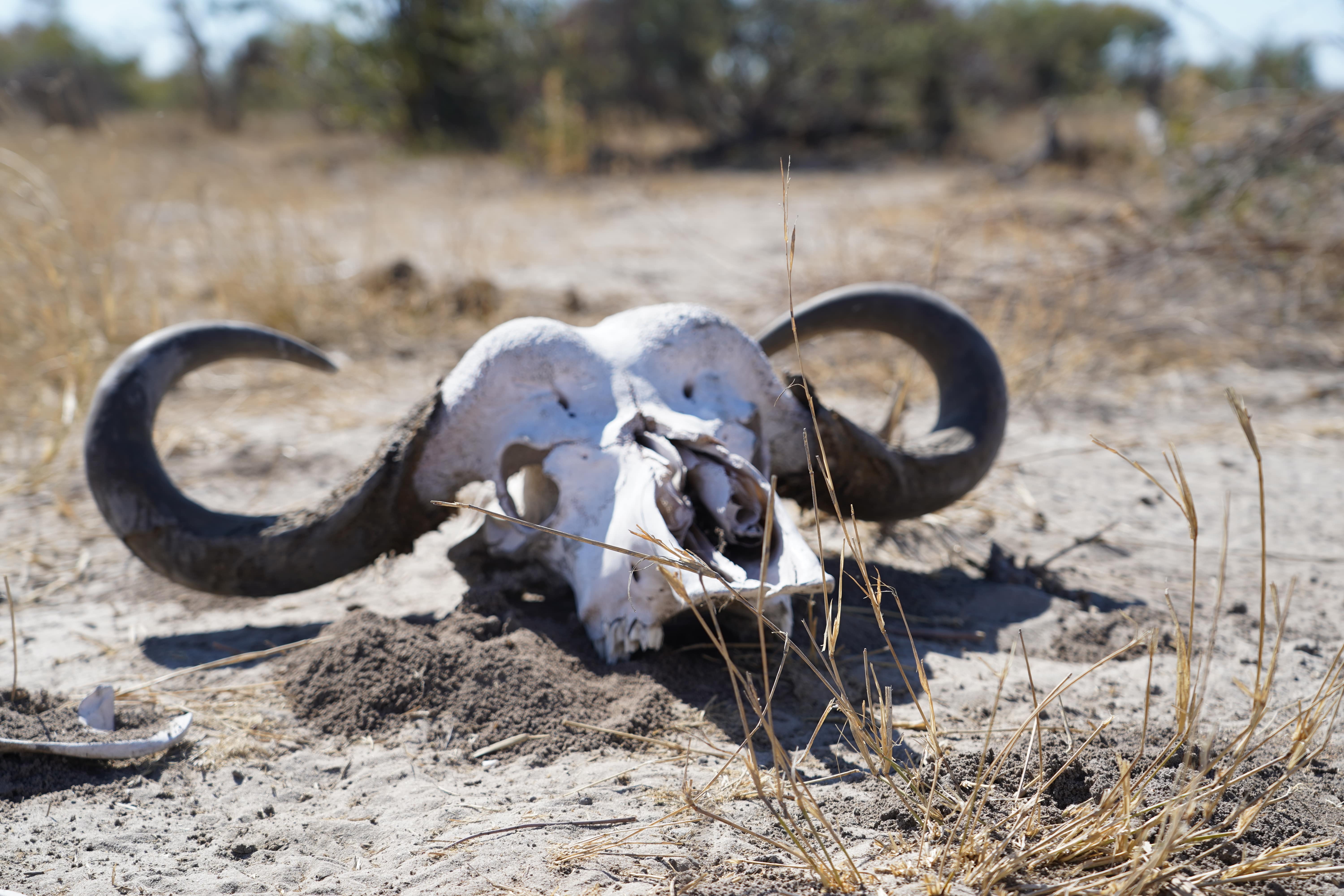 Rino Eliassen: close-up of a skull