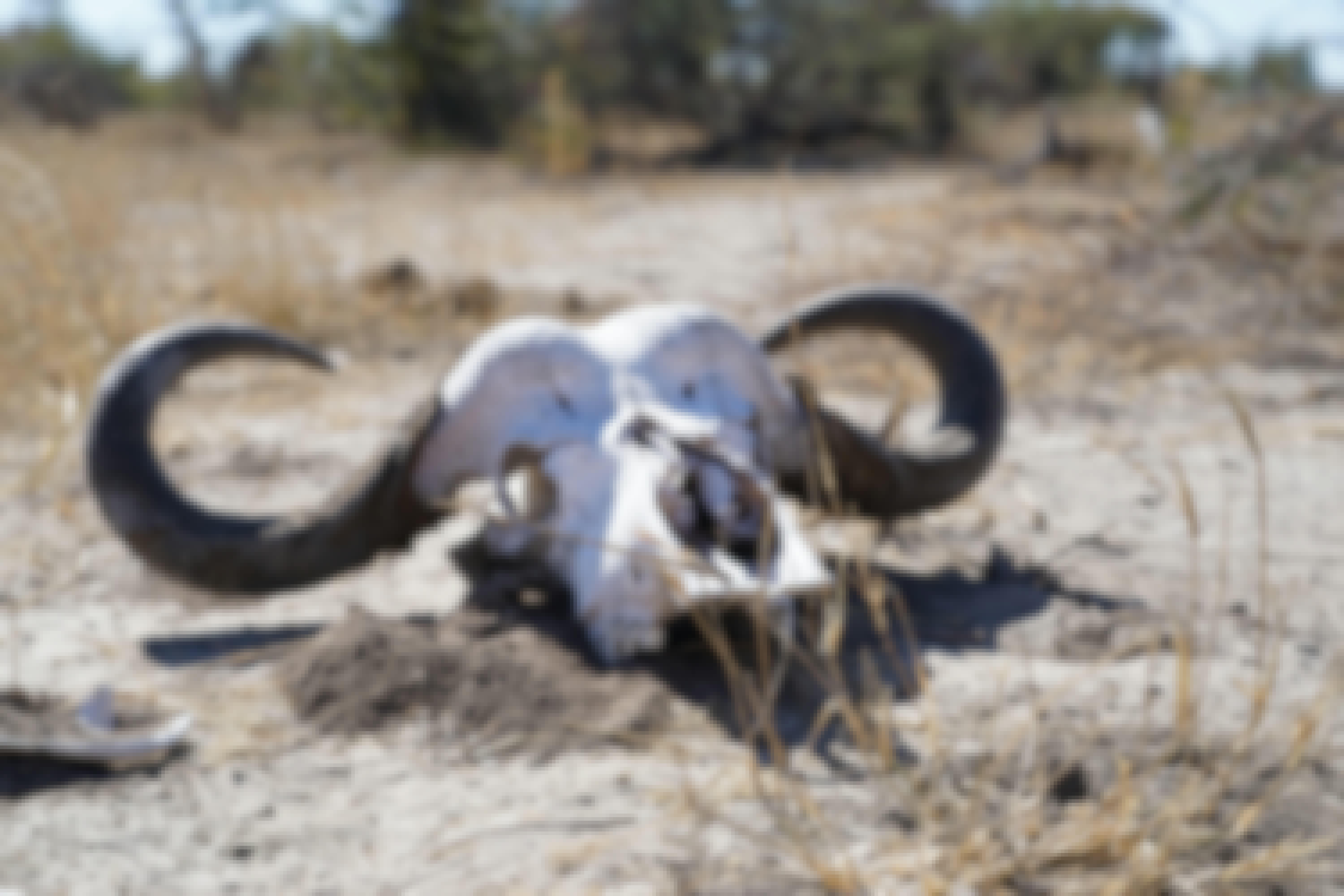 Rino Eliassen: close-up of a skull