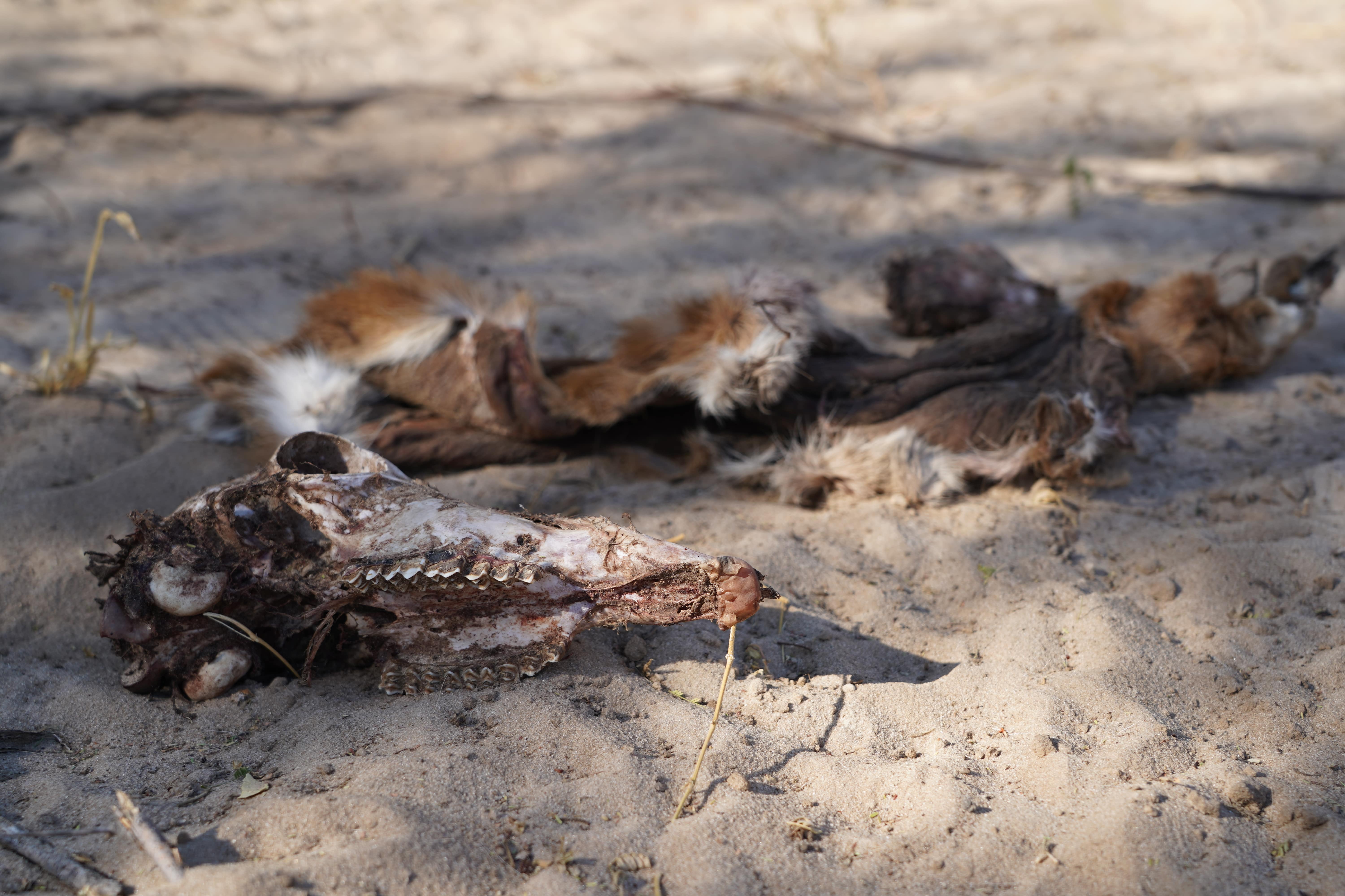 Rino Eliassen: skull and remains