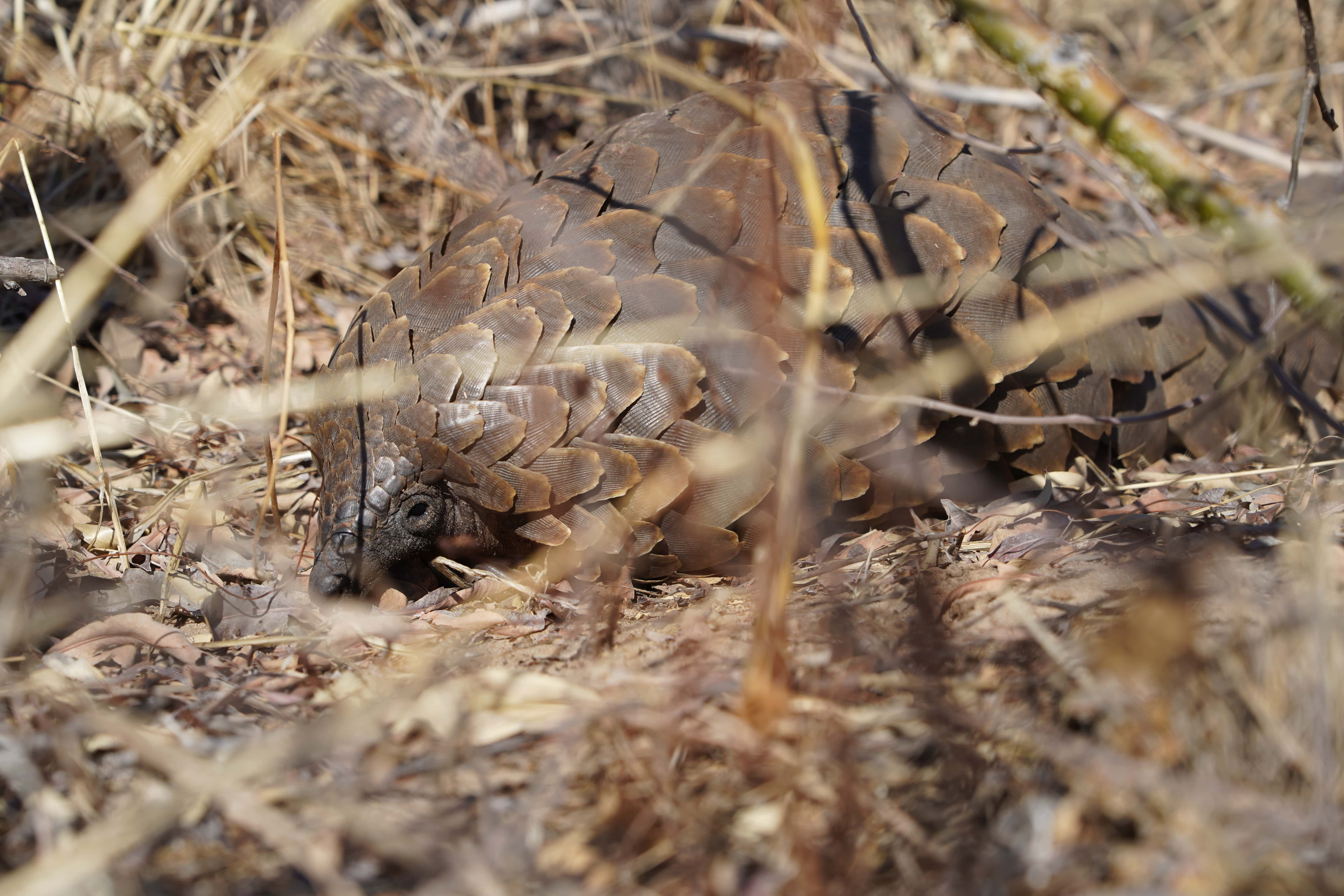 Rino Eliassen: close-up of a pangolin