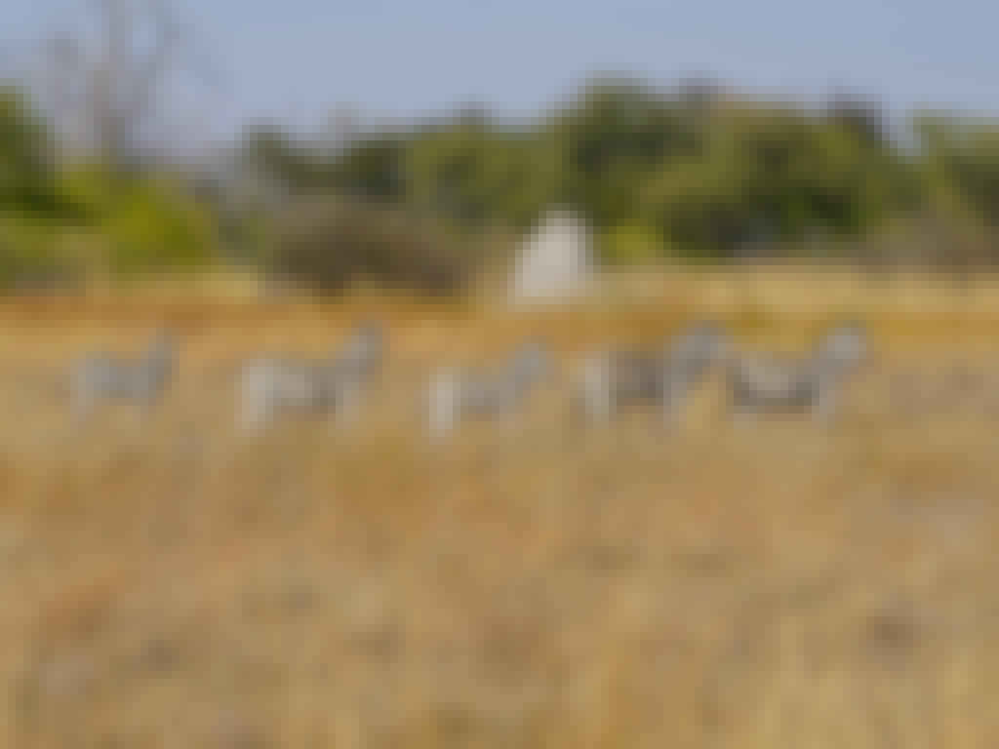 Rino Eliassen: zebras in the plains