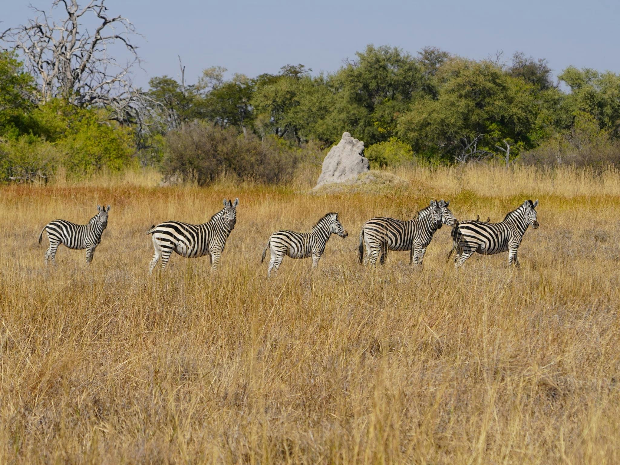 Rino Eliassen: zebras in the plains