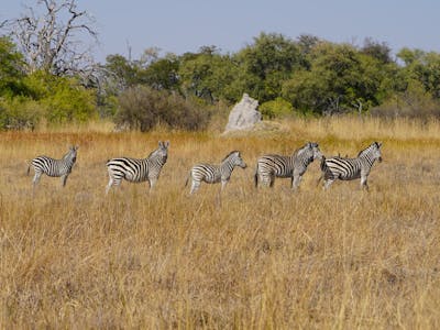 Rino Eliassen: zebras in the plains
