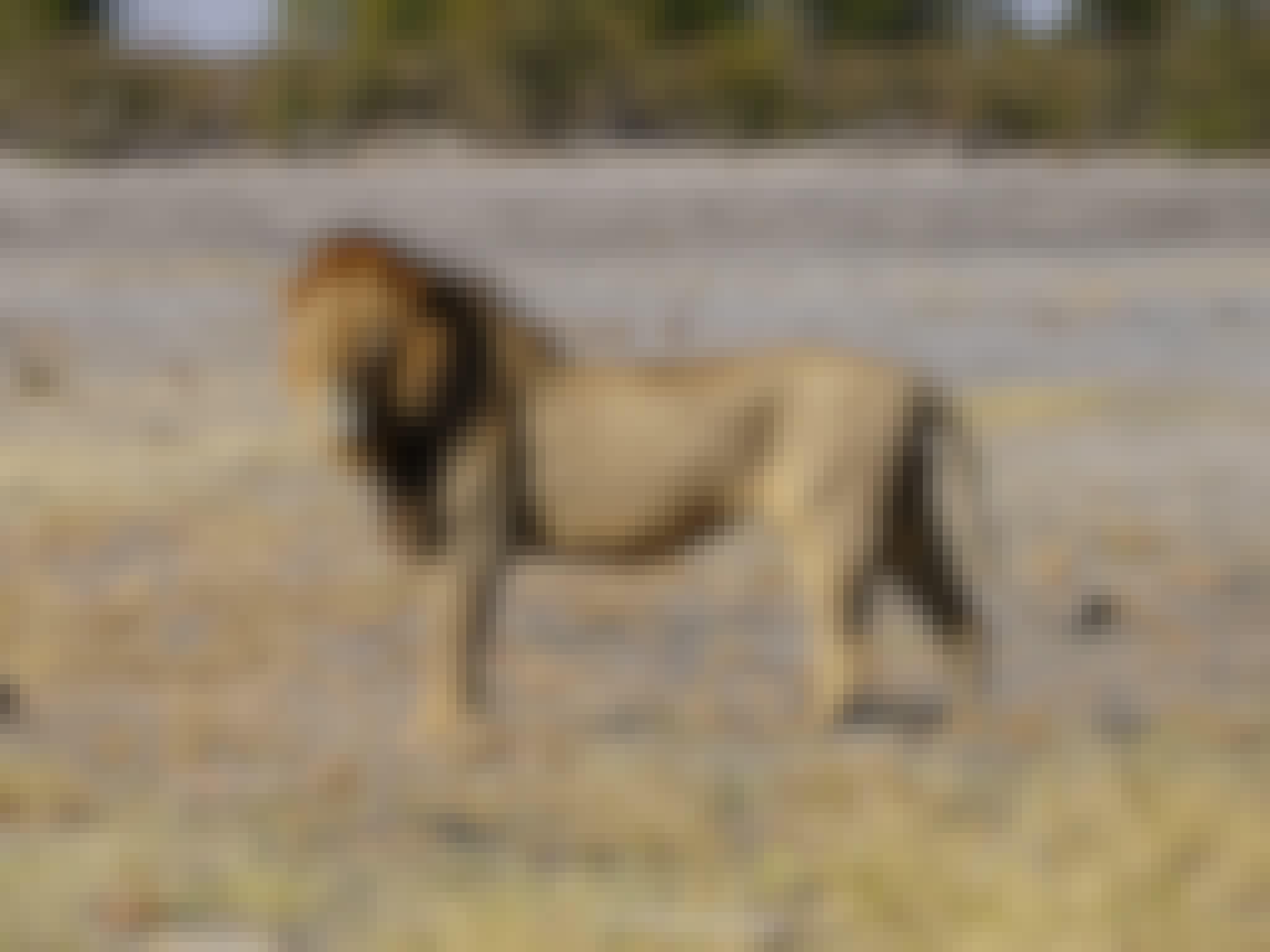 Rino Eliassen: close-up of a lion