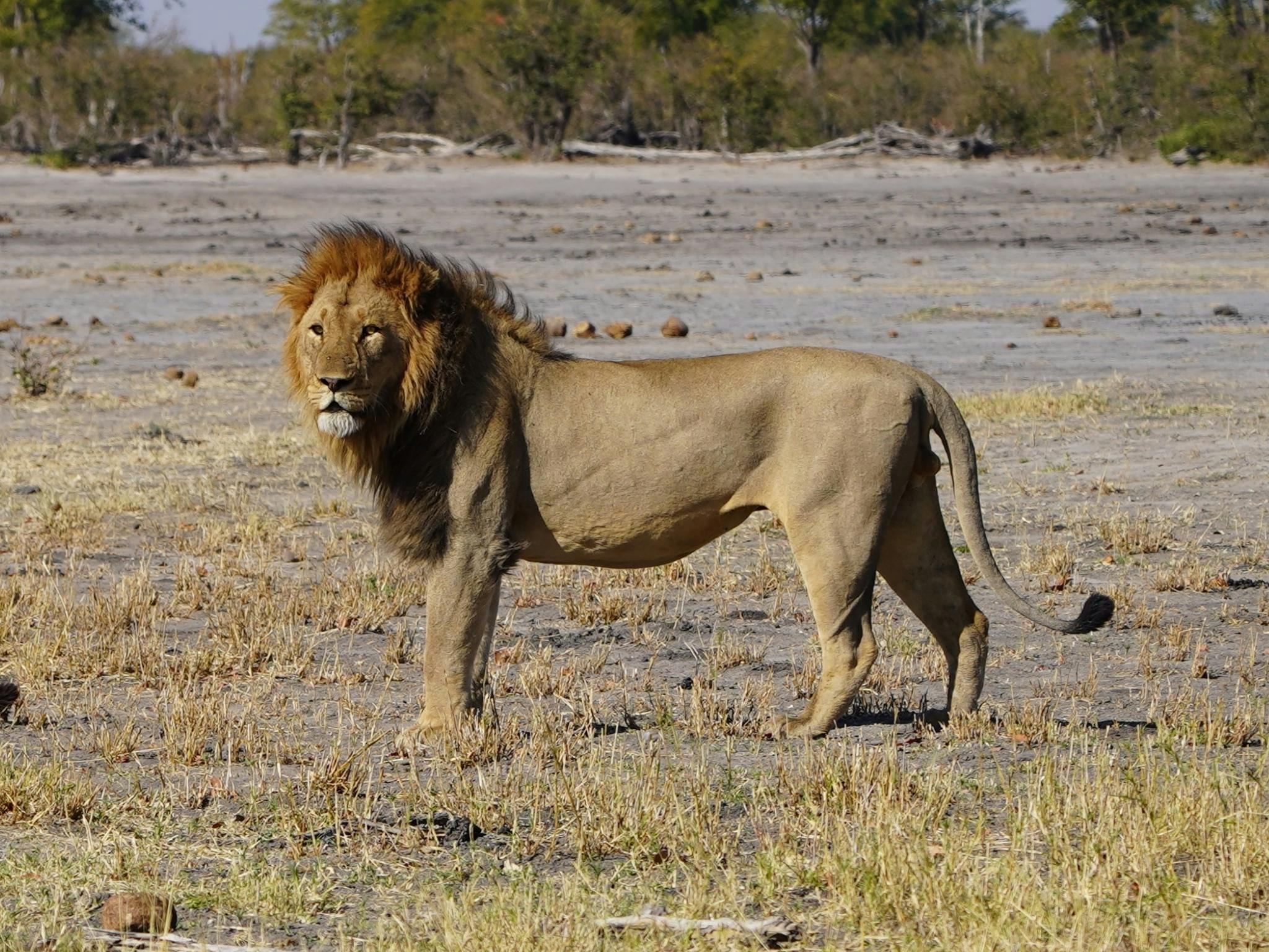 Rino Eliassen: close-up of a lion