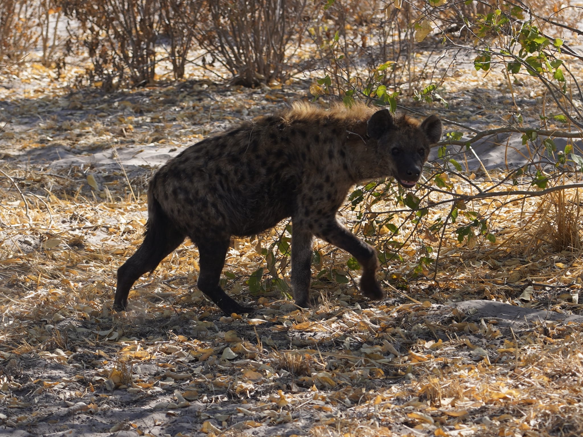 Rino Eliassen: close-up of a hyena