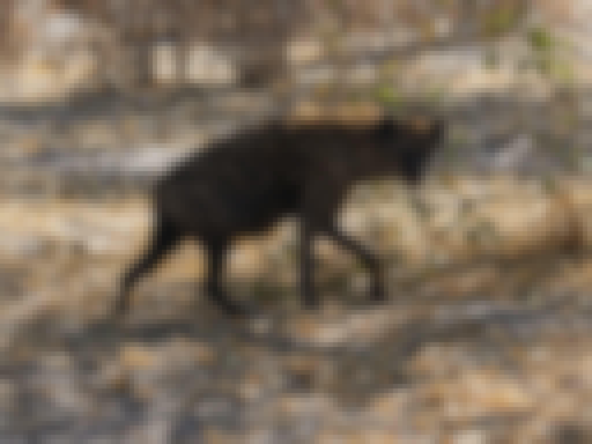 Rino Eliassen: close-up of a hyena