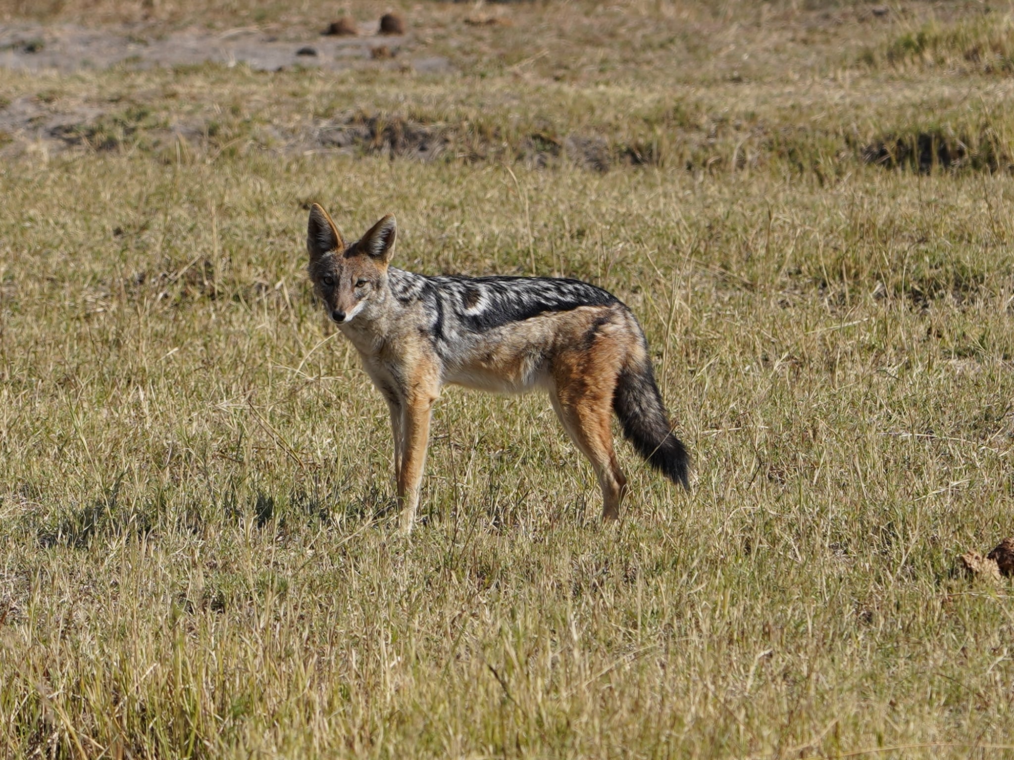 Rino Eliassen: close-up