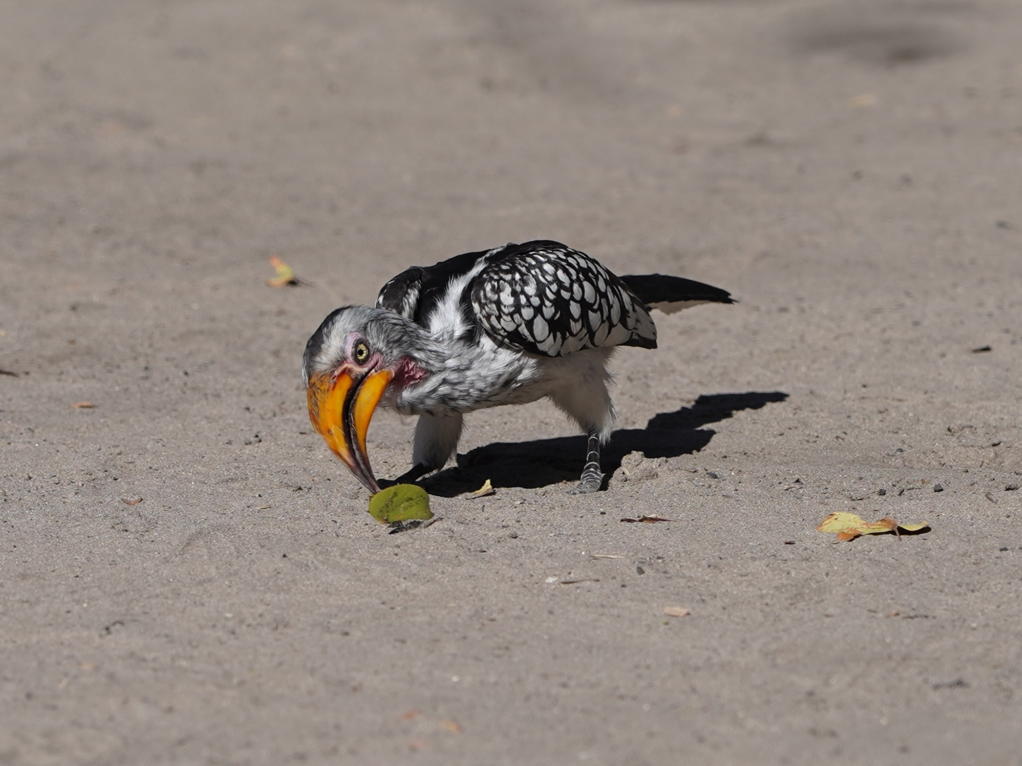 Rino Eliassen: close-up of a bird