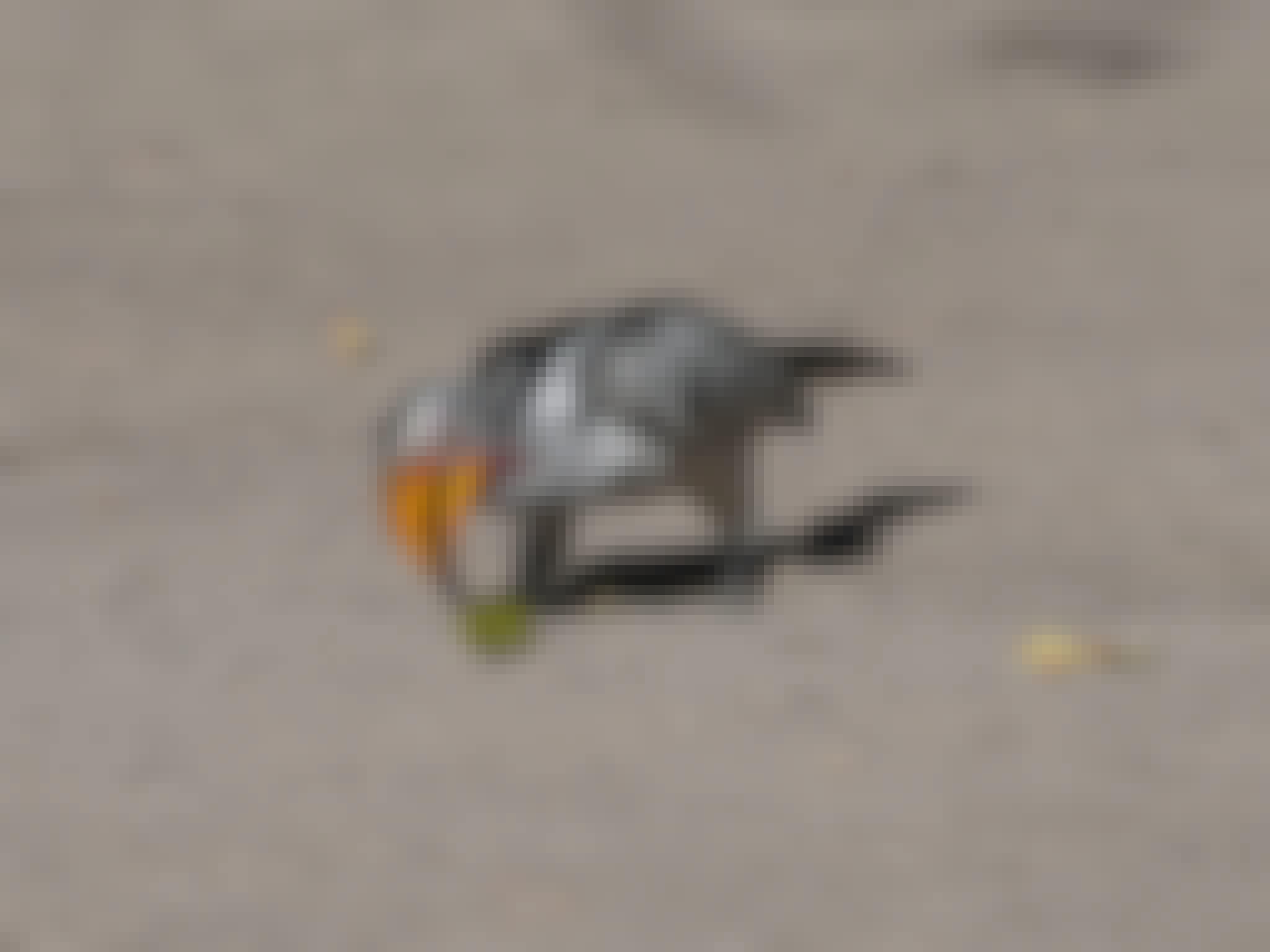 Rino Eliassen: close-up of a bird