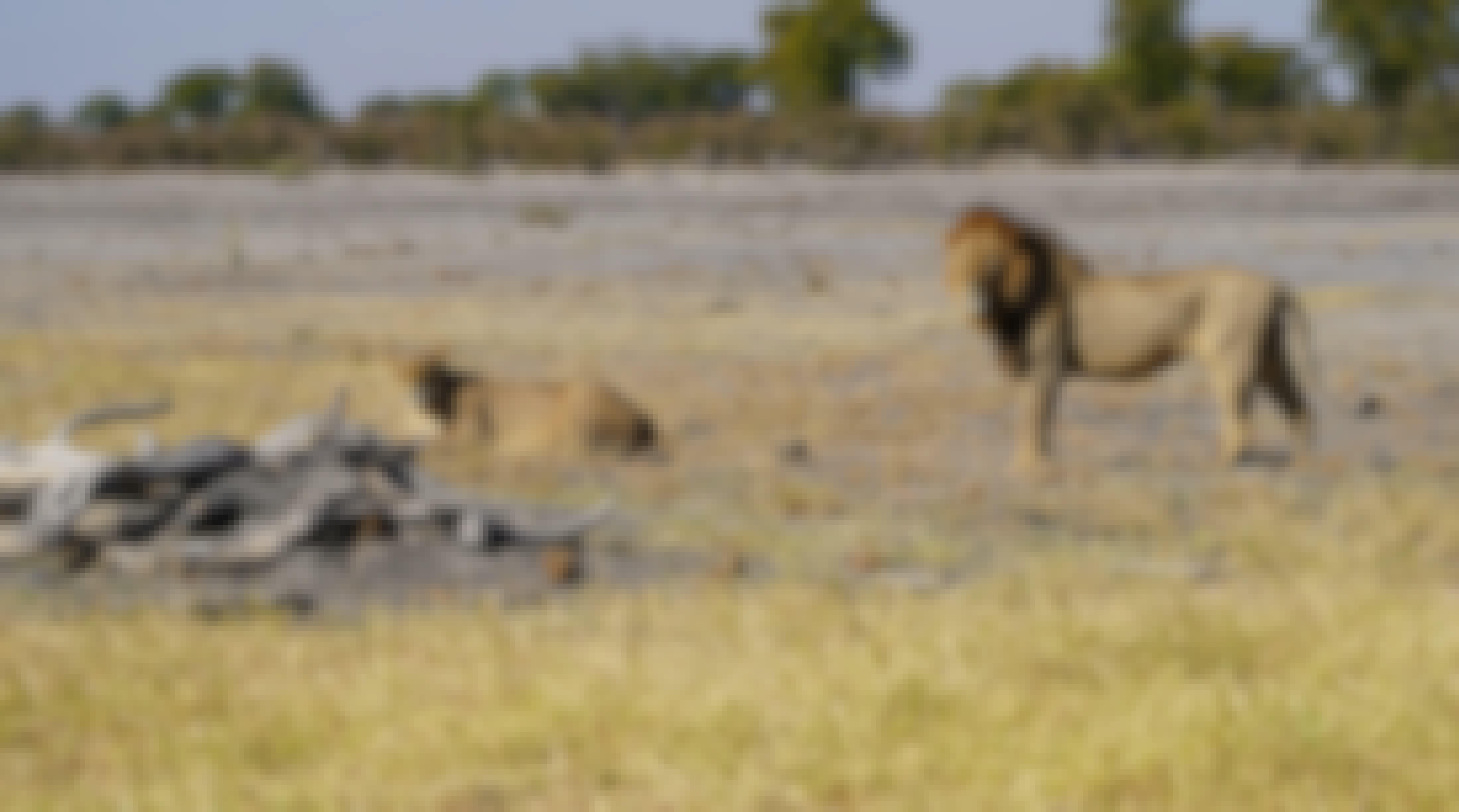 Rino Eliassen: close-up of lions