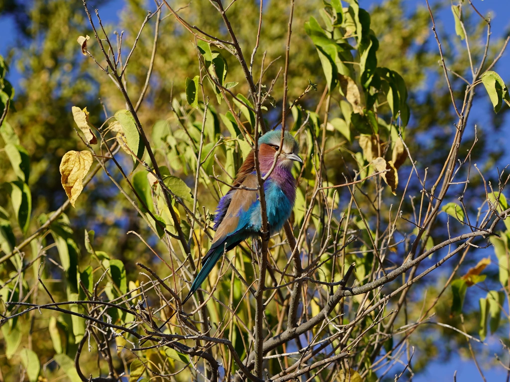 Rino Eliassen: close-up of a bird