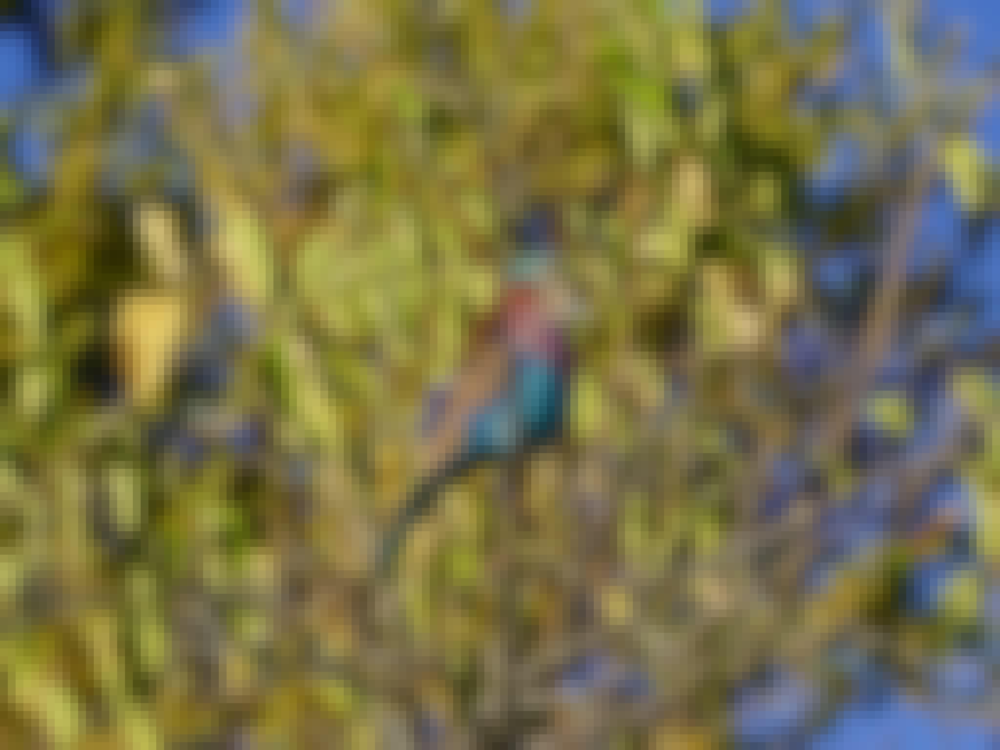 Rino Eliassen: close-up of a bird