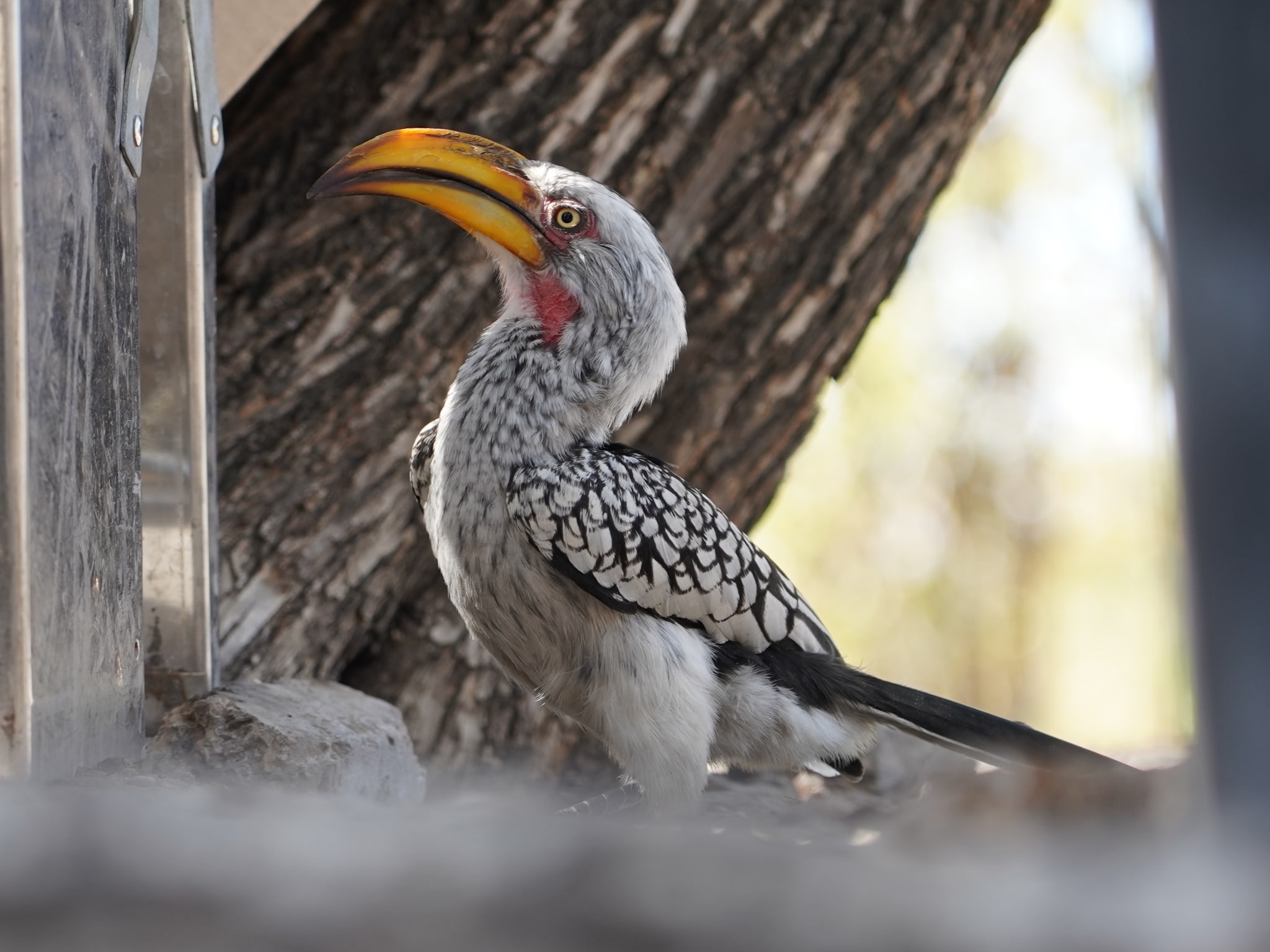 Rino Eliassen: close-up of a bird