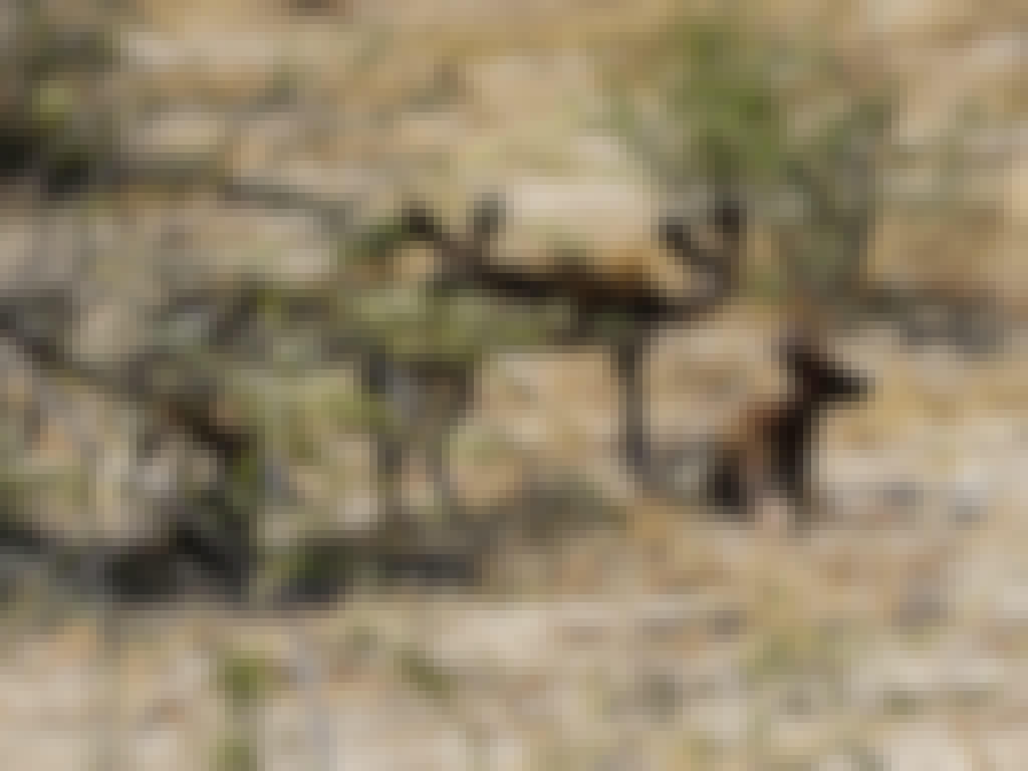 Rino Eliassen: wild dogs