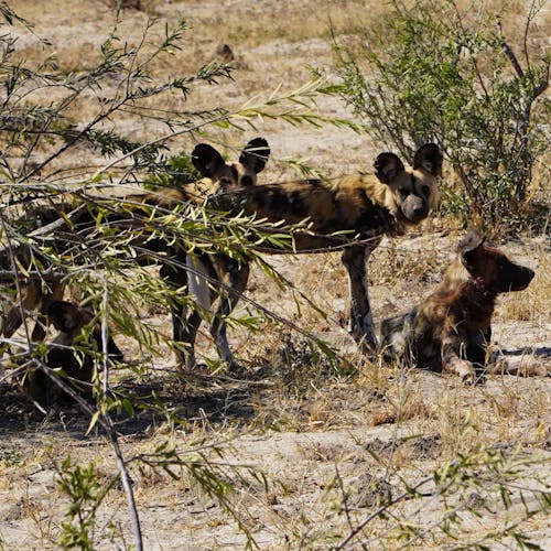 Rino Eliassen: wild dogs