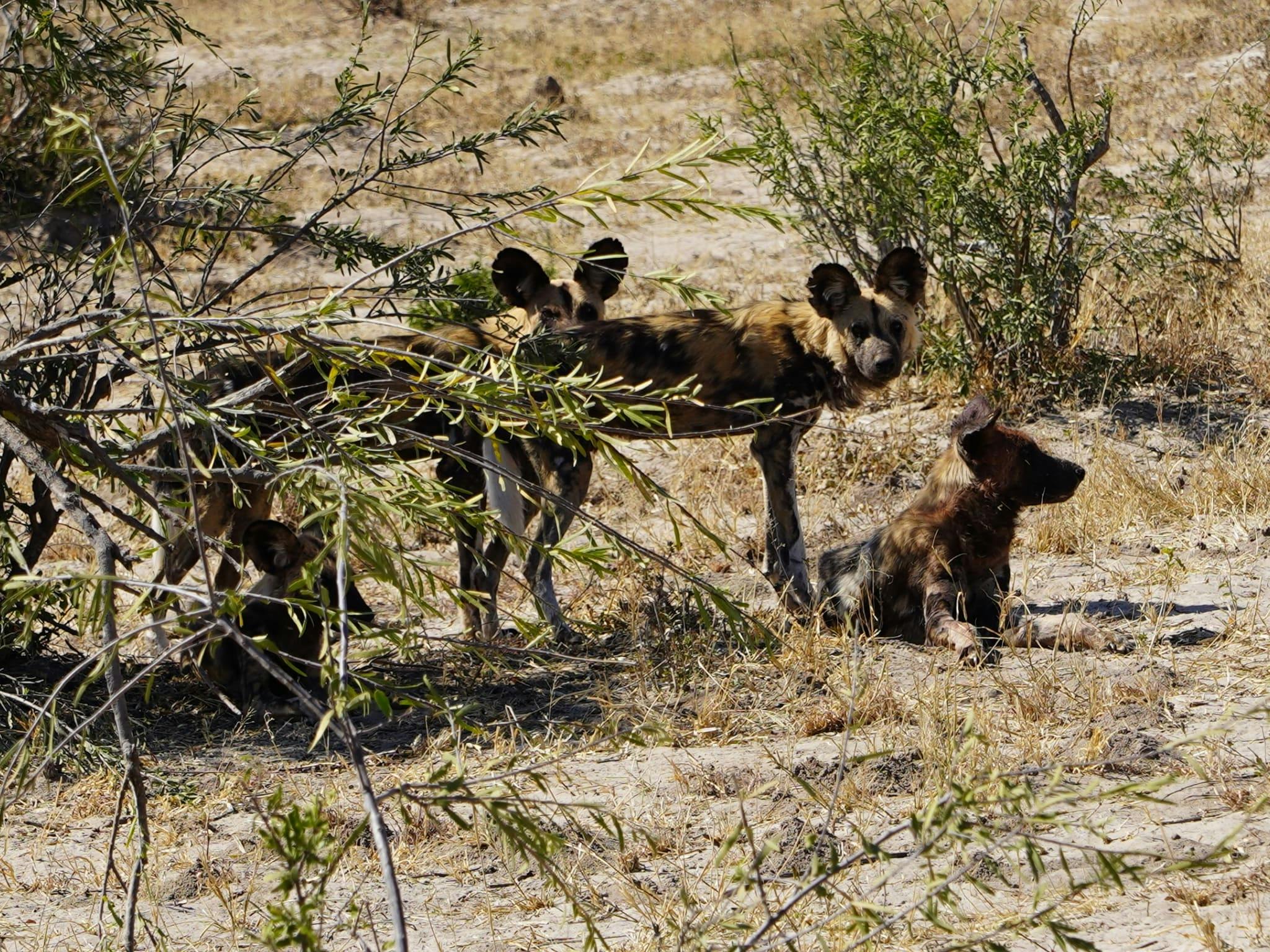 Rino Eliassen: wild dogs