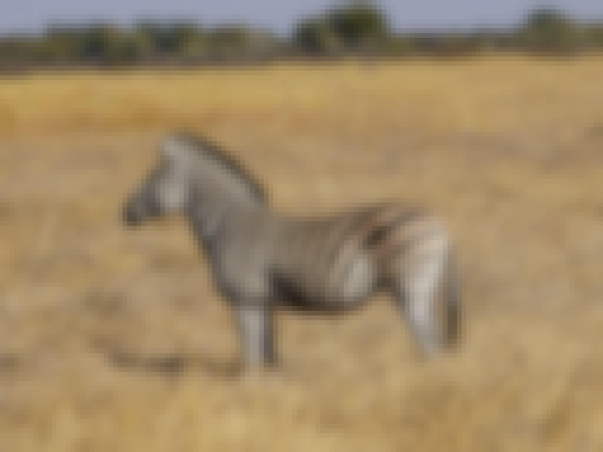 Rino Eliassen: close-up of a zebra