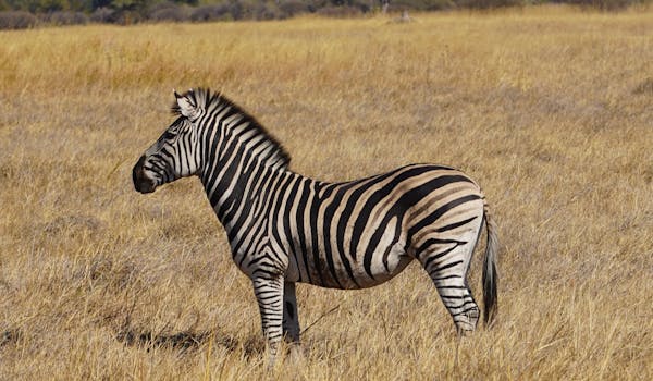 Rino Eliassen: close-up of a zebra
