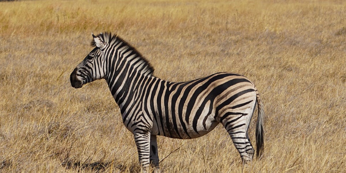 Rino Eliassen: close-up of a zebra