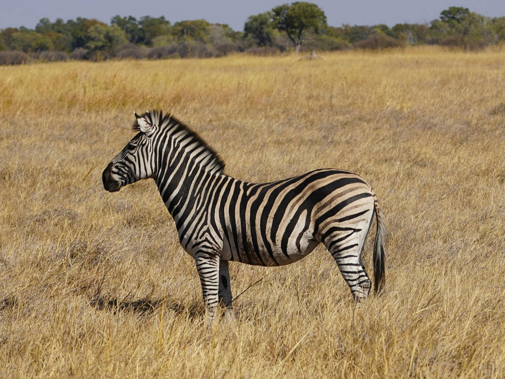 Rino Eliassen: close-up of a zebra