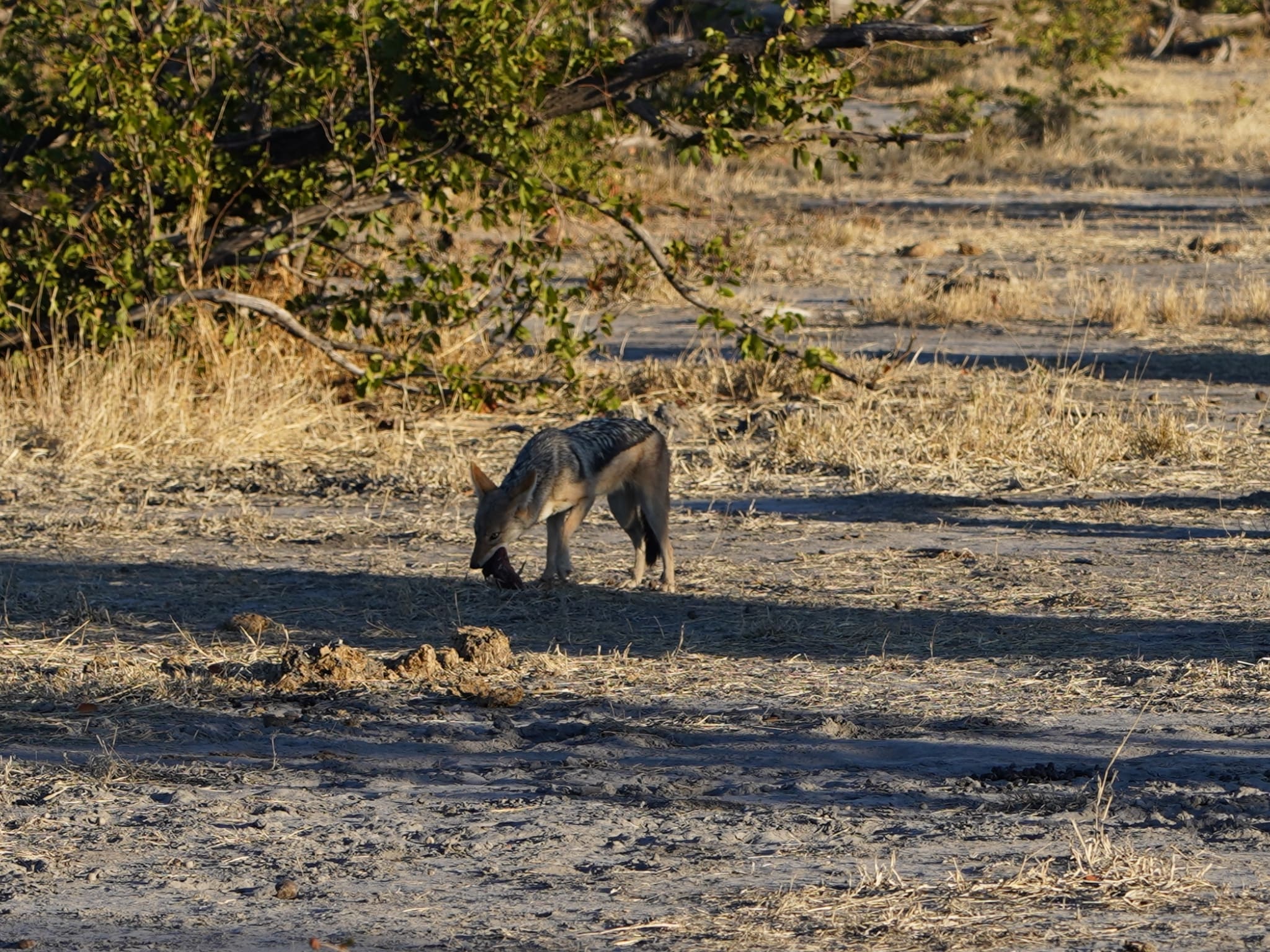 Rino Eliassen: jackal