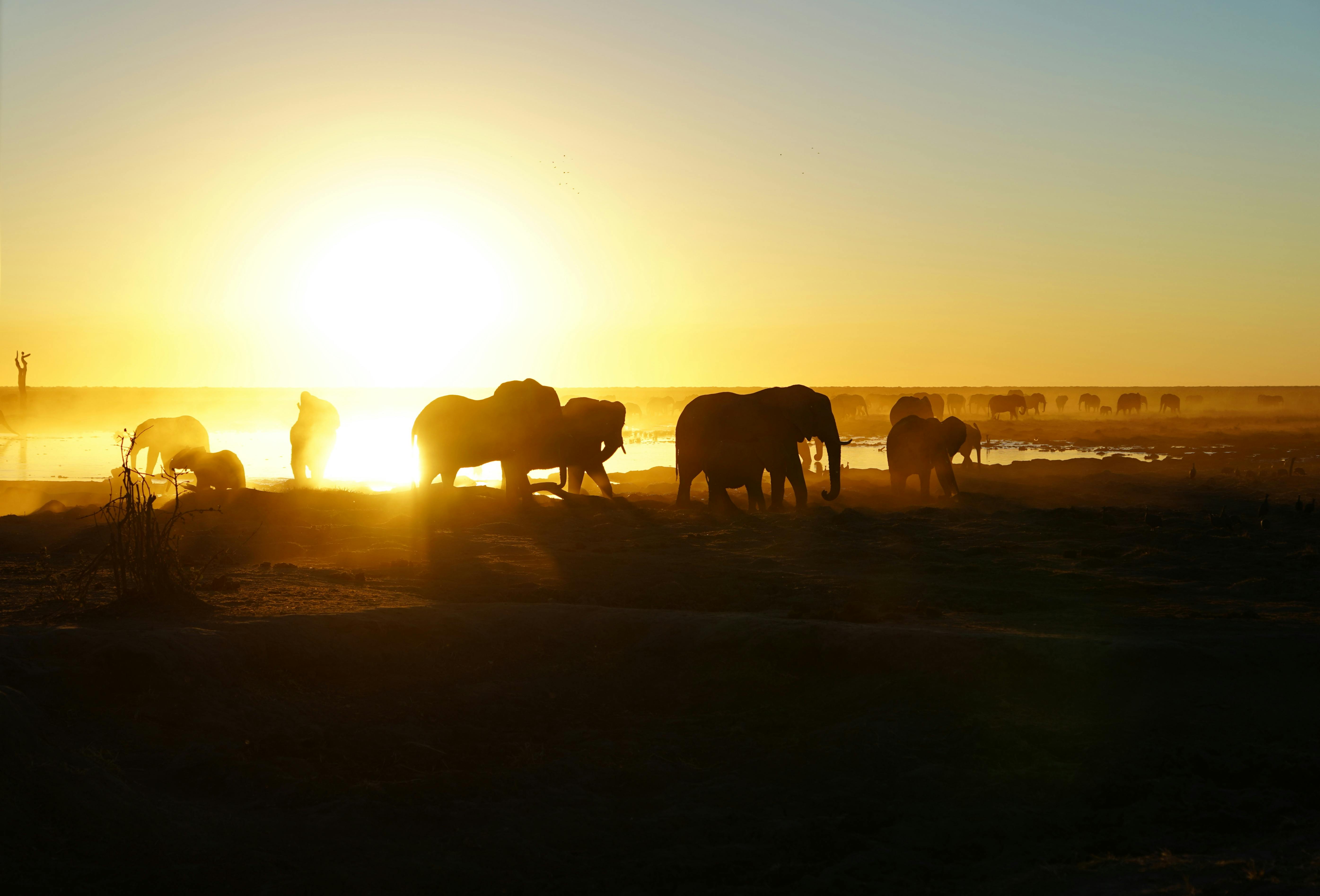 Rino Eliassen: elephants in the sunset