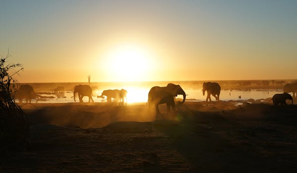 Rino Eliassen: elephants in the sunset