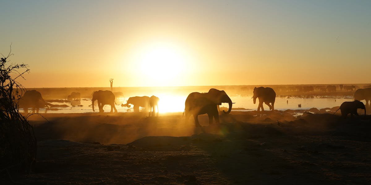 Rino Eliassen: elephants in the sunset