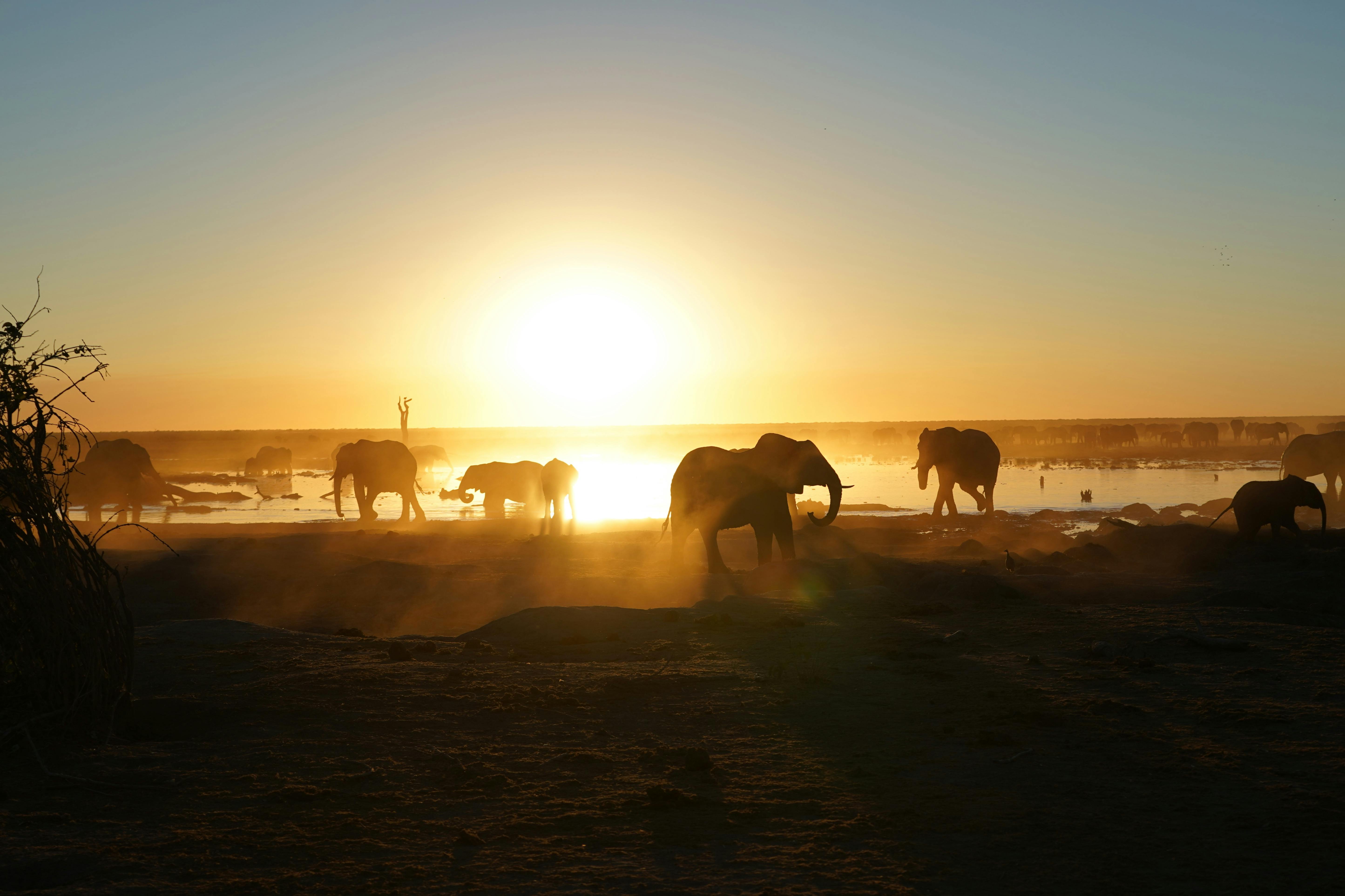 Rino Eliassen: elephants in the sunset