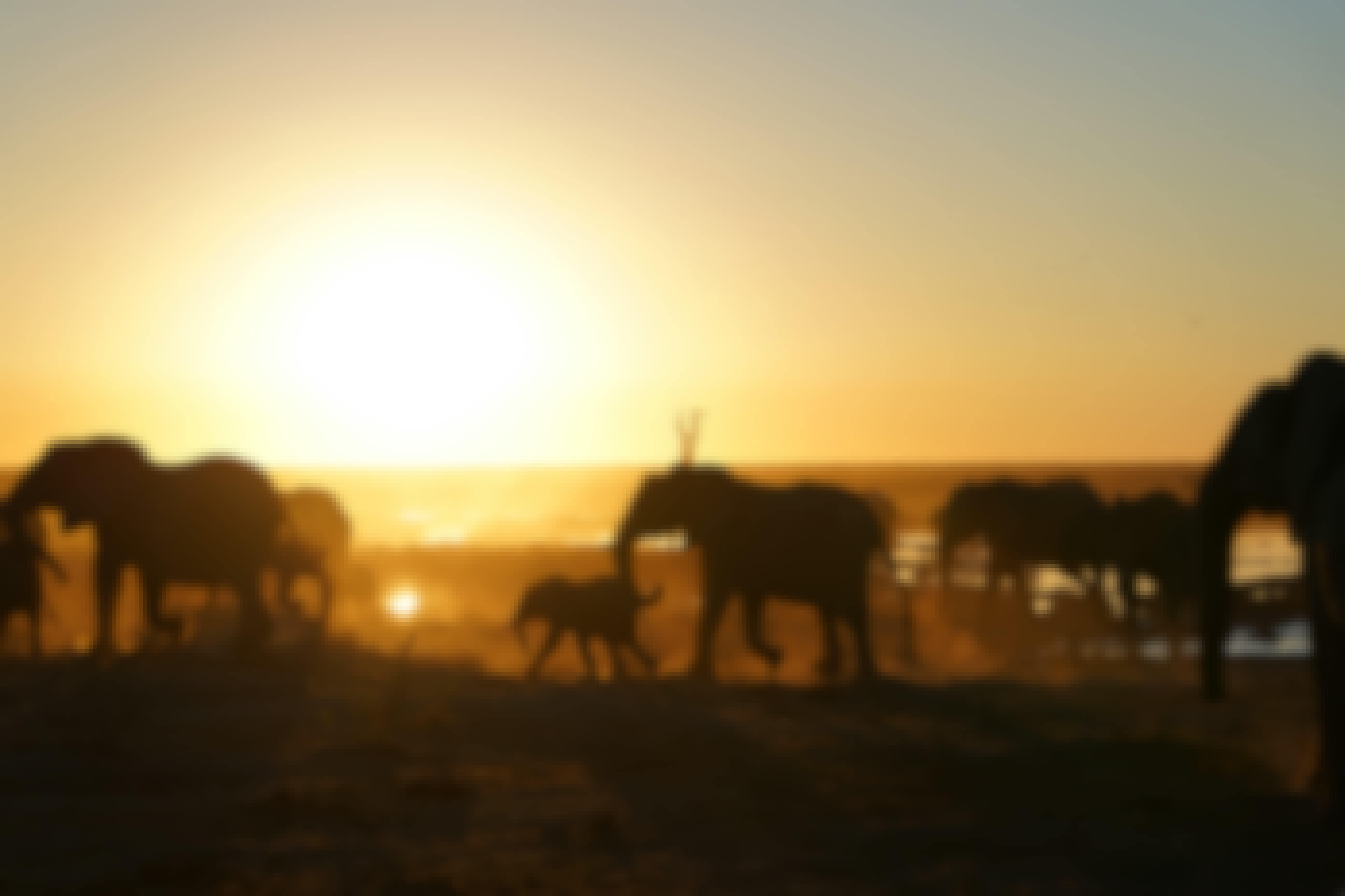Rino Eliassen: elephants in the sunset