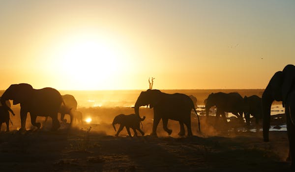 Rino Eliassen: elephants in the sunset