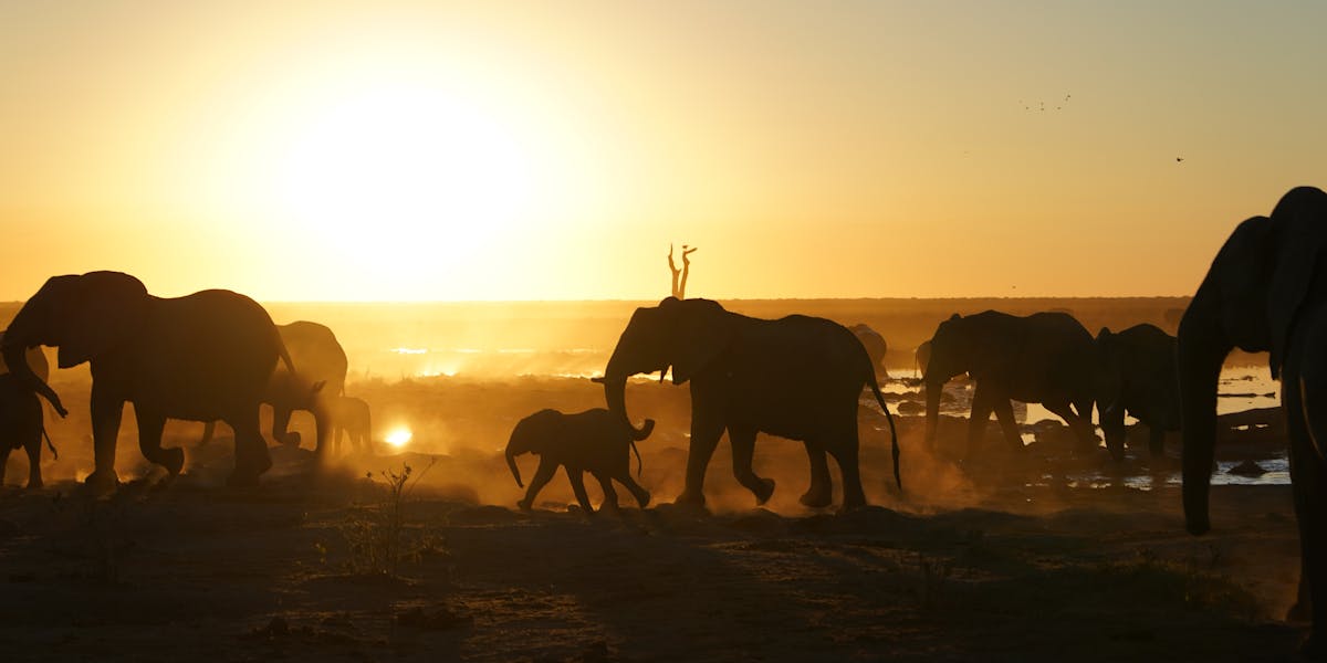 Rino Eliassen: elephants in the sunset
