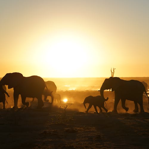 Rino Eliassen: elephants in the sunset