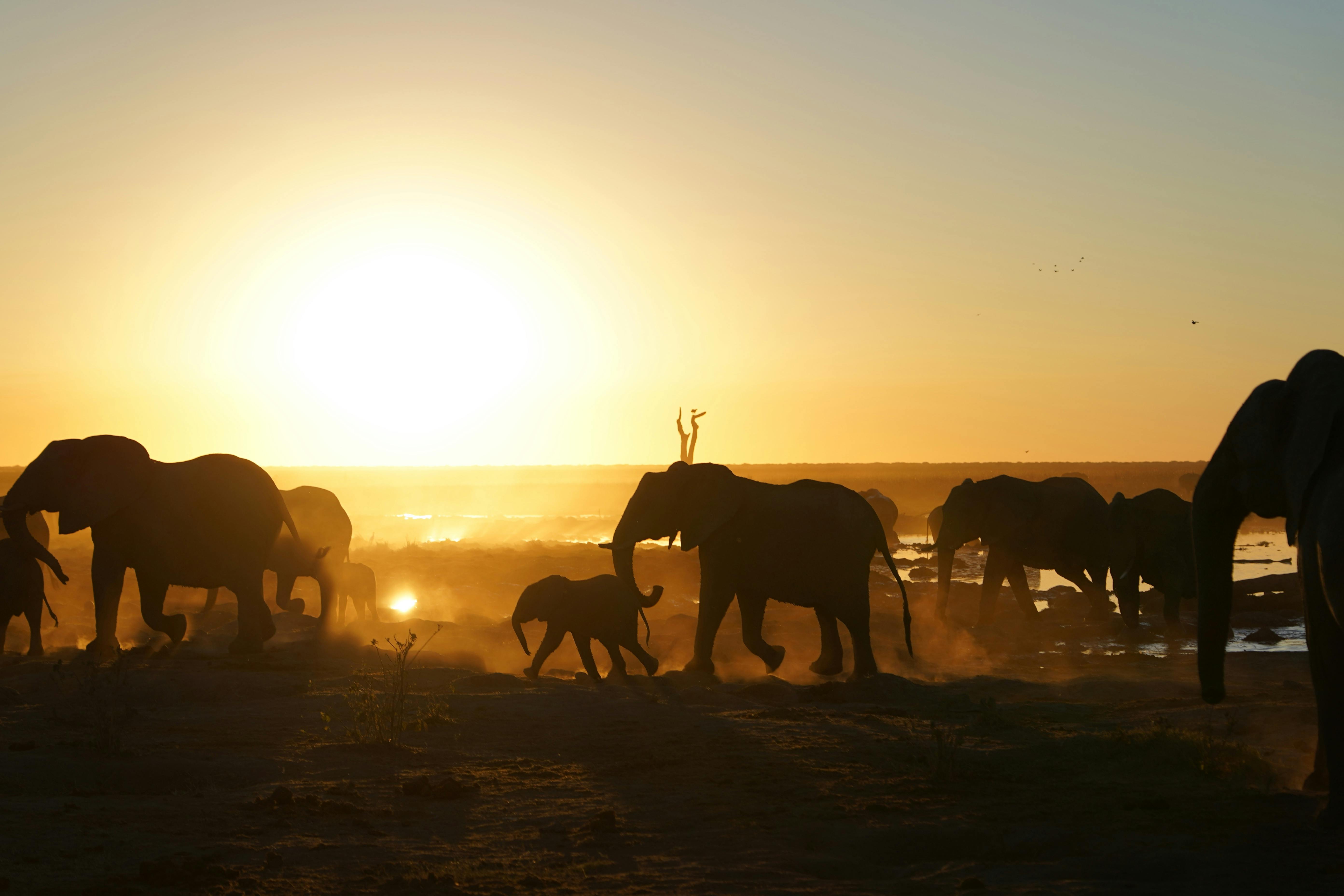 Rino Eliassen: elephants in the sunset