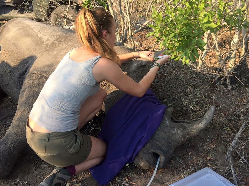 Daina Rawlings: injecting a sedated rhino