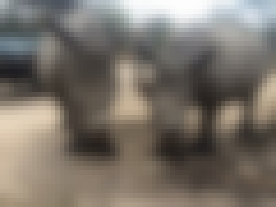 Daina Rawlings: close-up of two rhinos