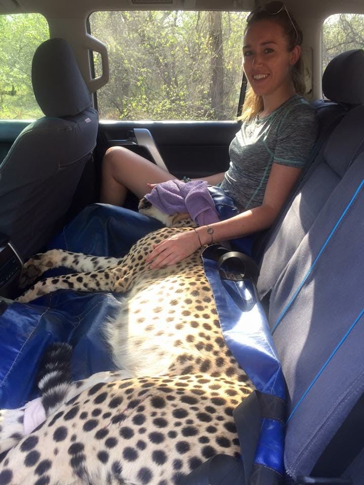 Daina Rawlings: sat in a vehicle with a sedated cheetah