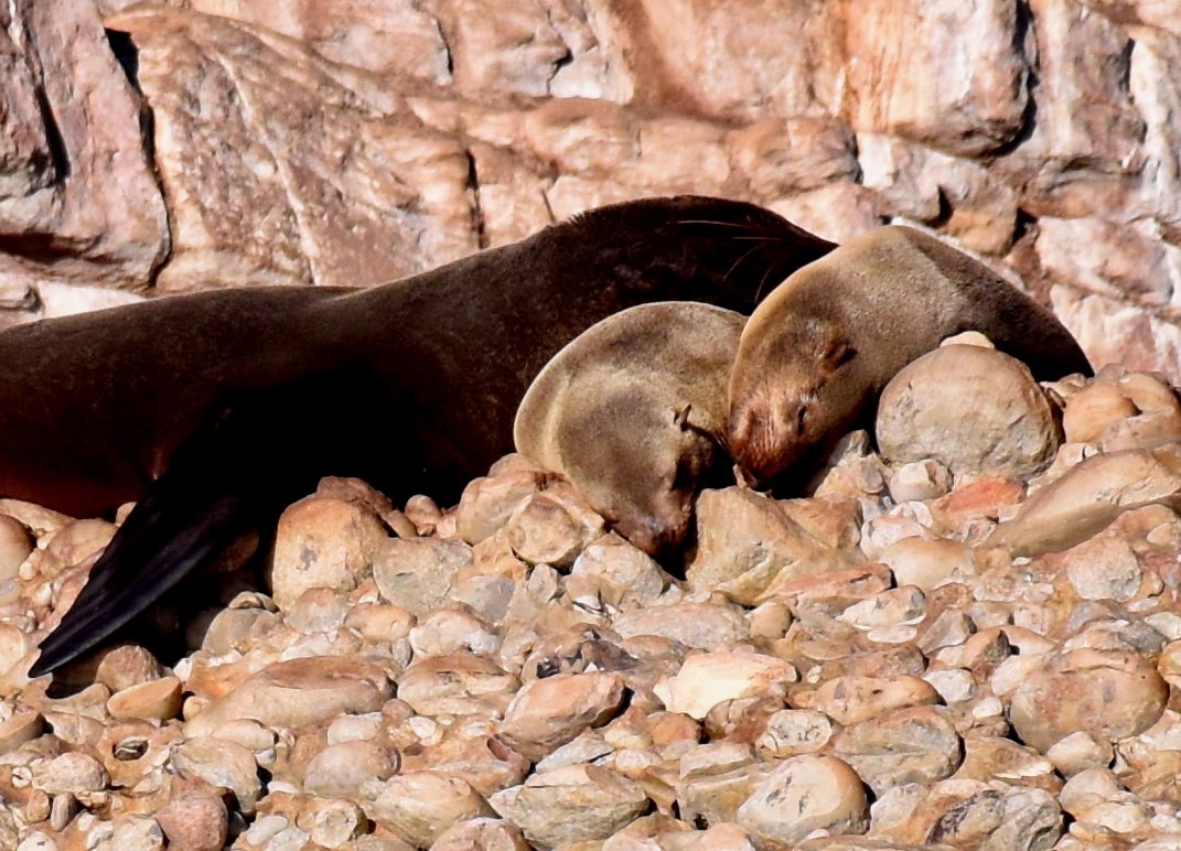 Marine conservation volunteering - Marine Conservation - Stephanie Koedinger: baby seals