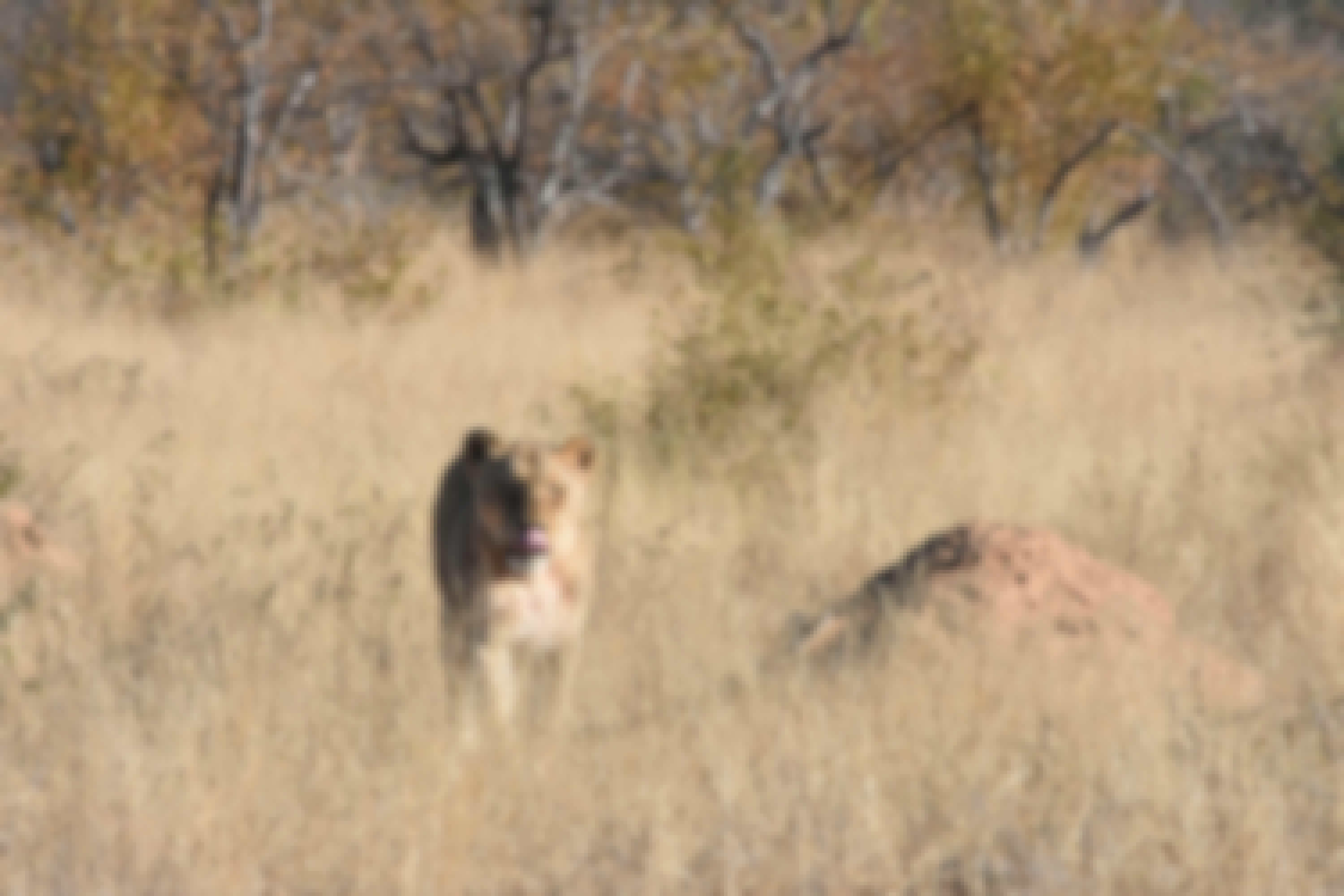 Barbara Merolli: lioness in the distance