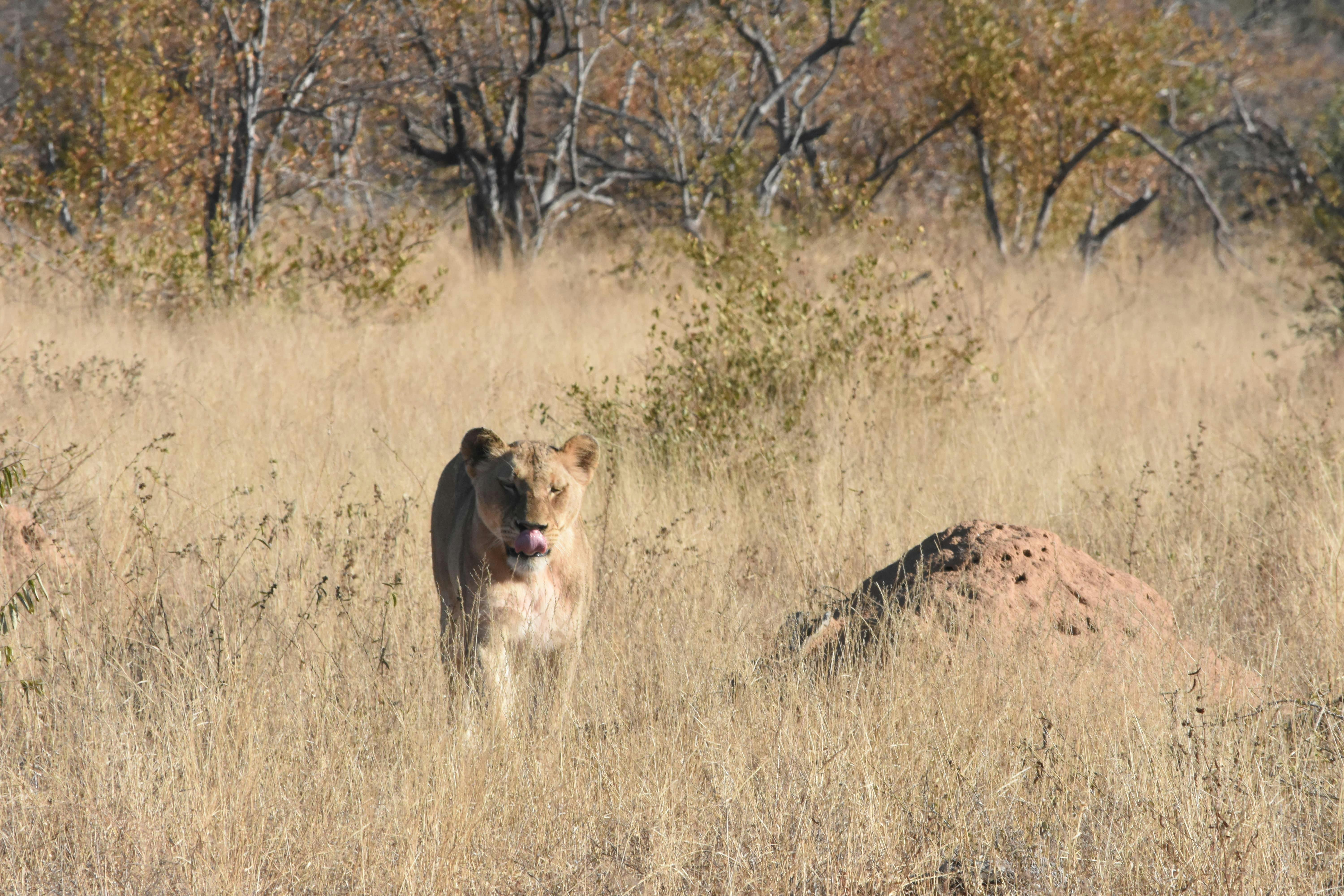 Barbara Merolli: lioness in the distance
