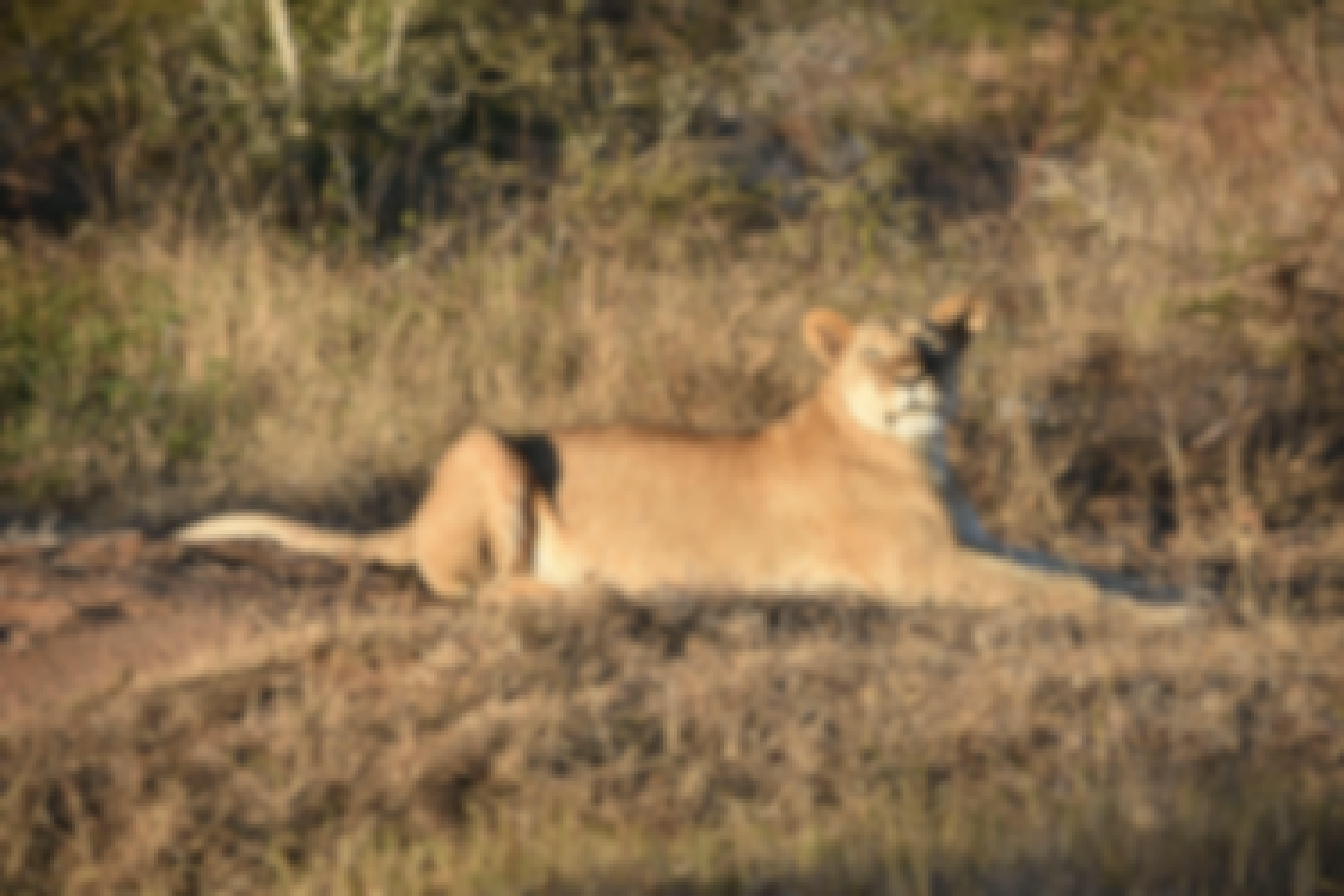 Barbara Merolli: close-up of a lioness