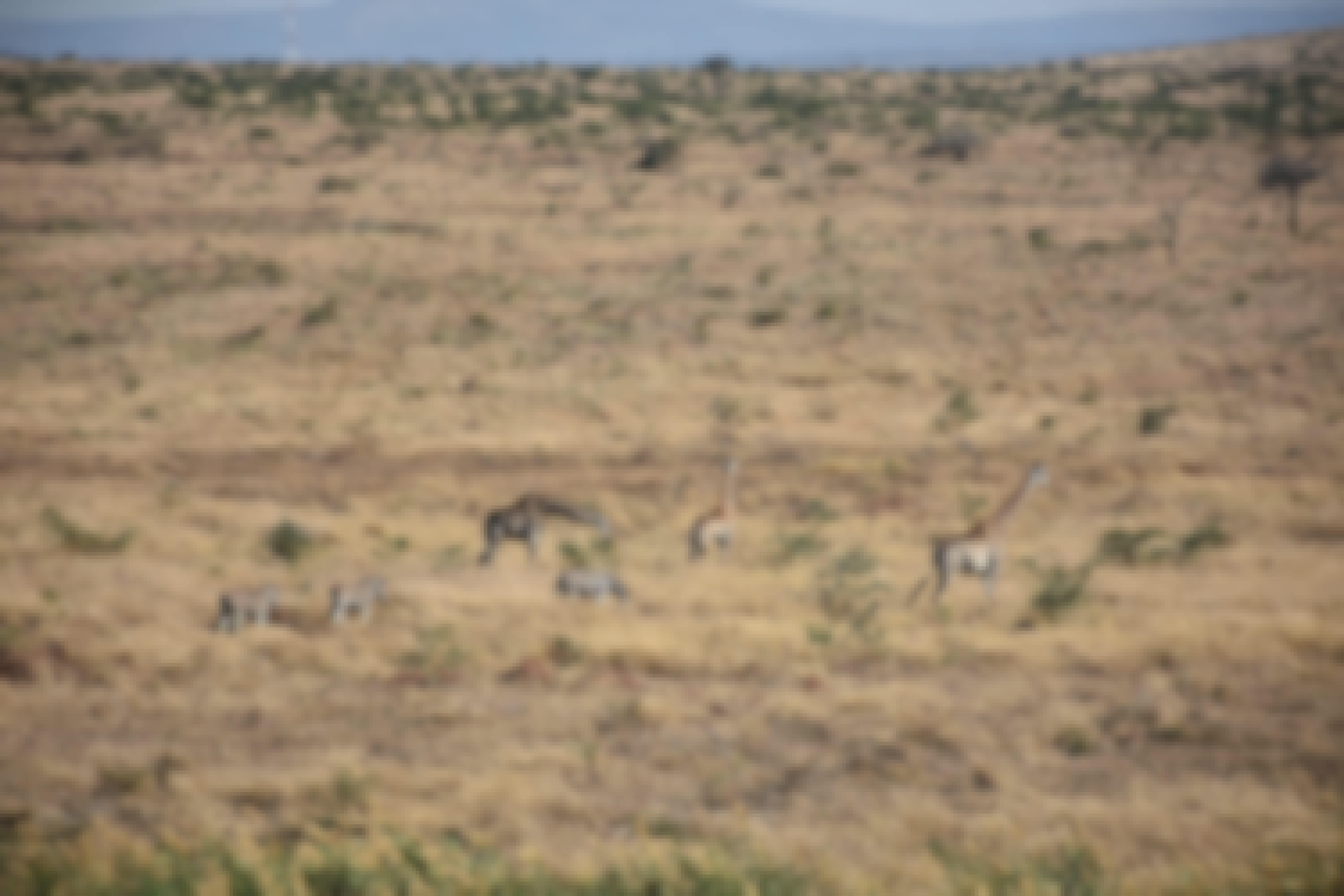 Barbara Merolli: giraffes and zebras in the distance
