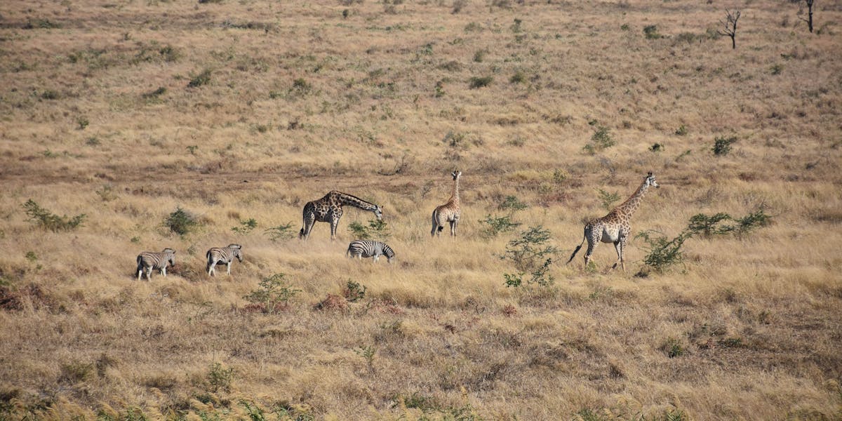Barbara Merolli: giraffes and zebras in the distance