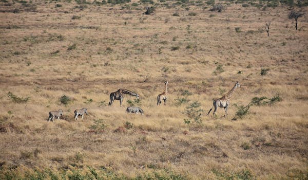 Barbara Merolli: giraffes and zebras in the distance