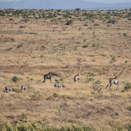 Barbara Merolli: giraffes and zebras in the distance