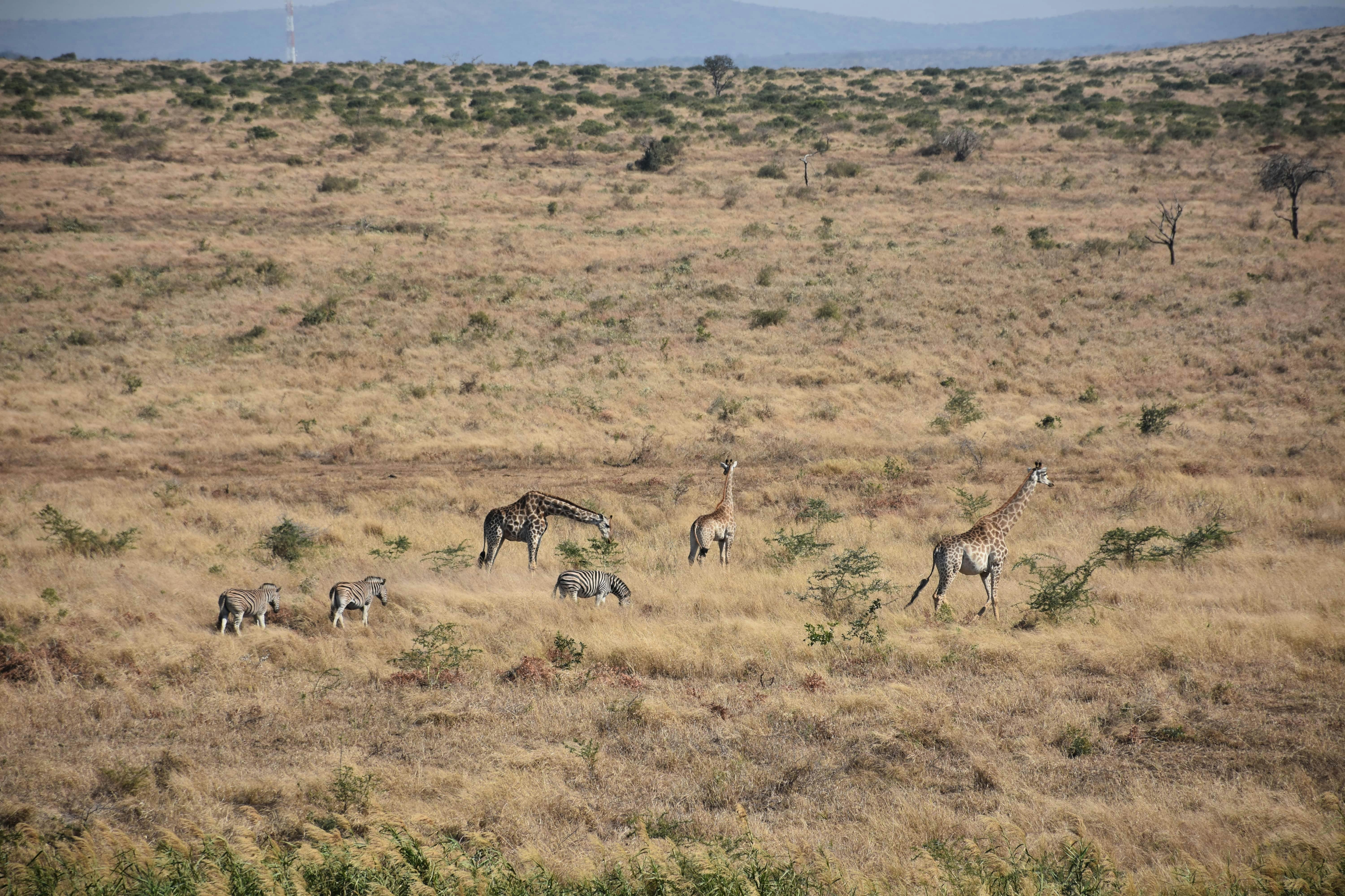 Barbara Merolli: giraffes and zebras in the distance